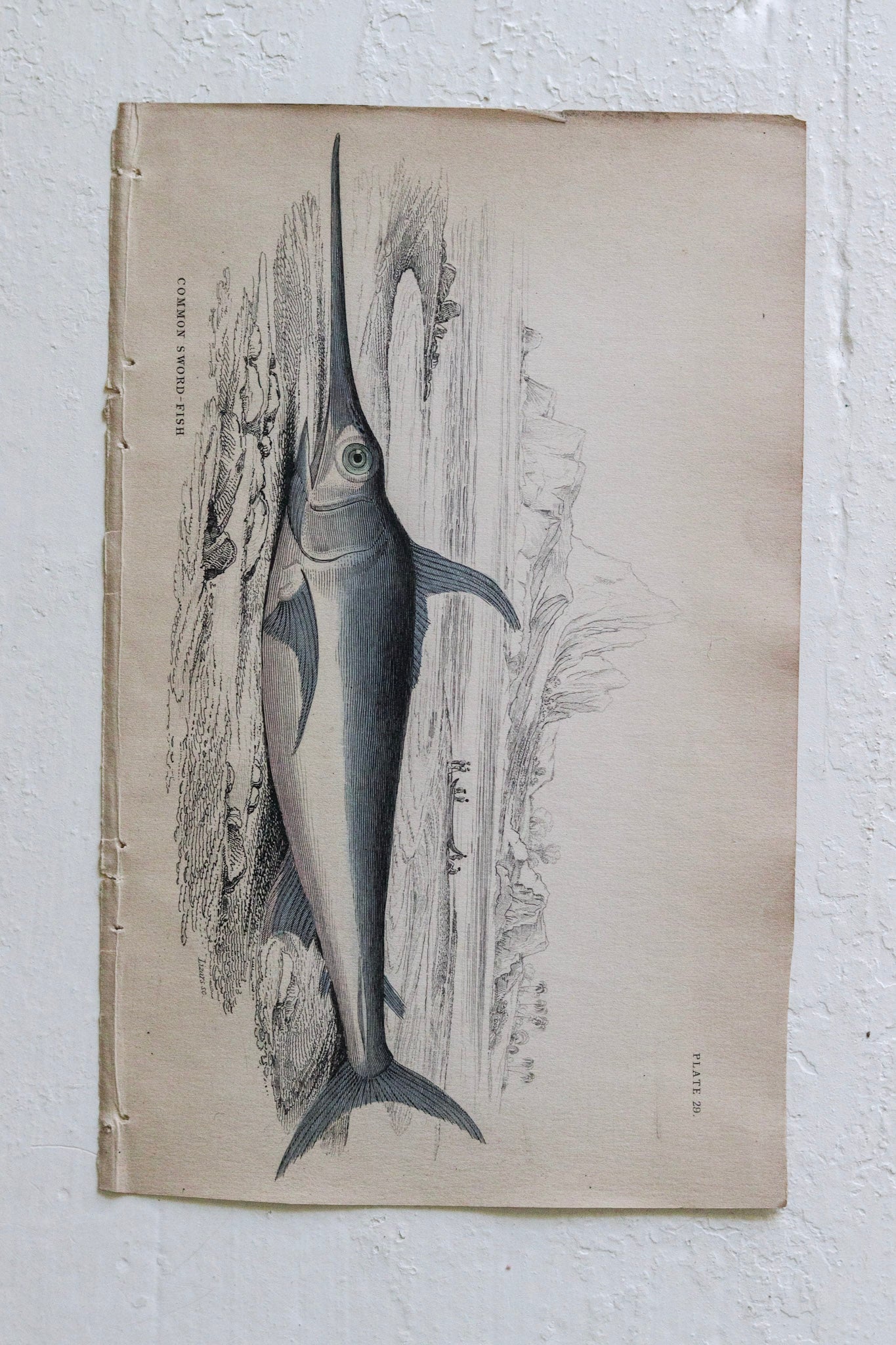 Antique Fish Print No.5