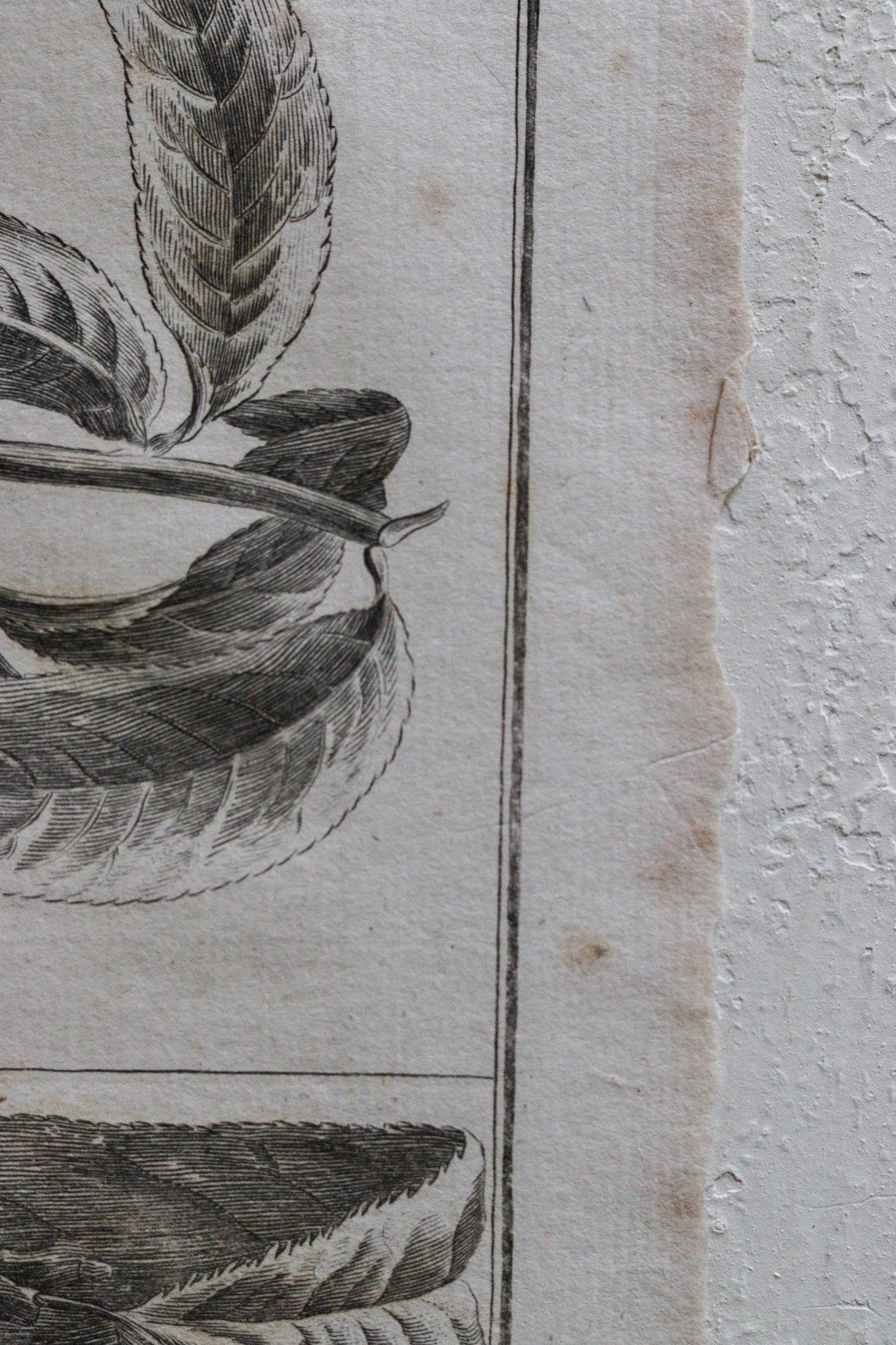 Antique French Peach Print No.3