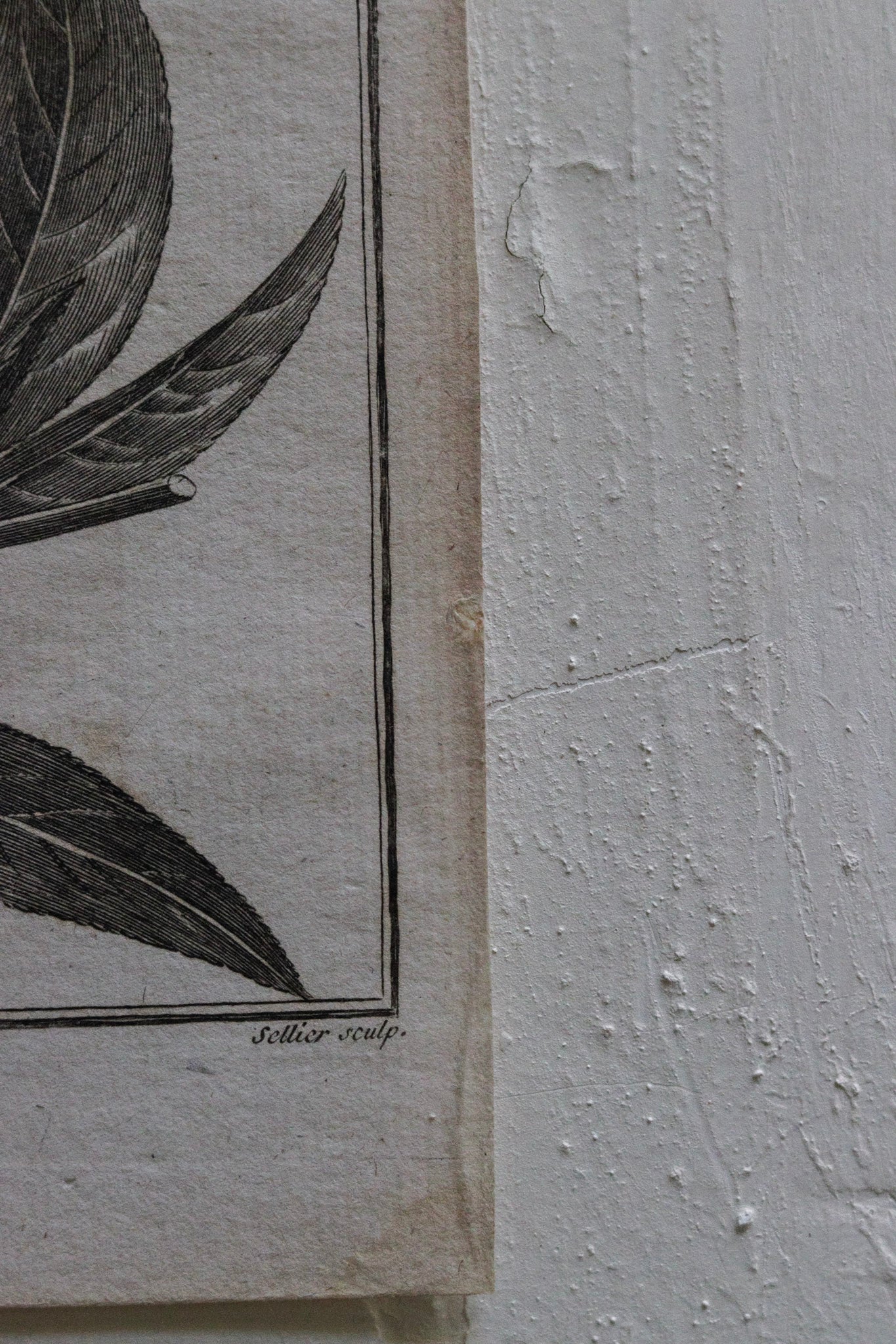 Antique French Fruit Print No.3