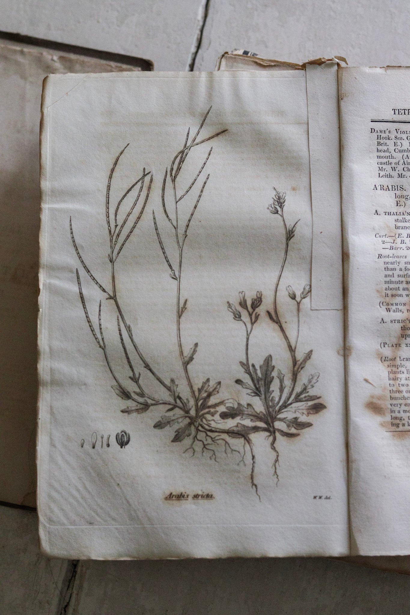 Antique British Botany Book - 1830