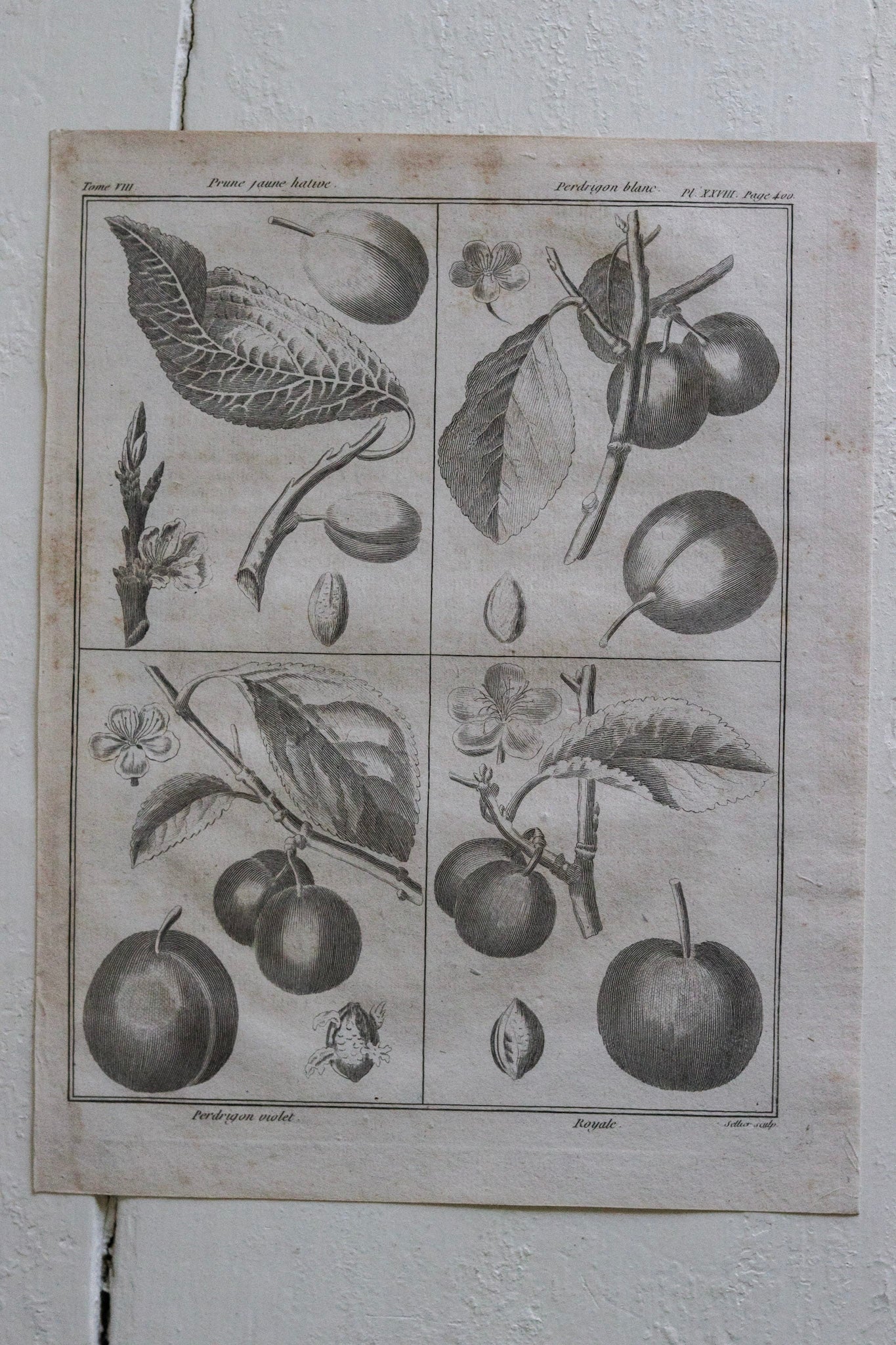 Antique French Plum Print No.1