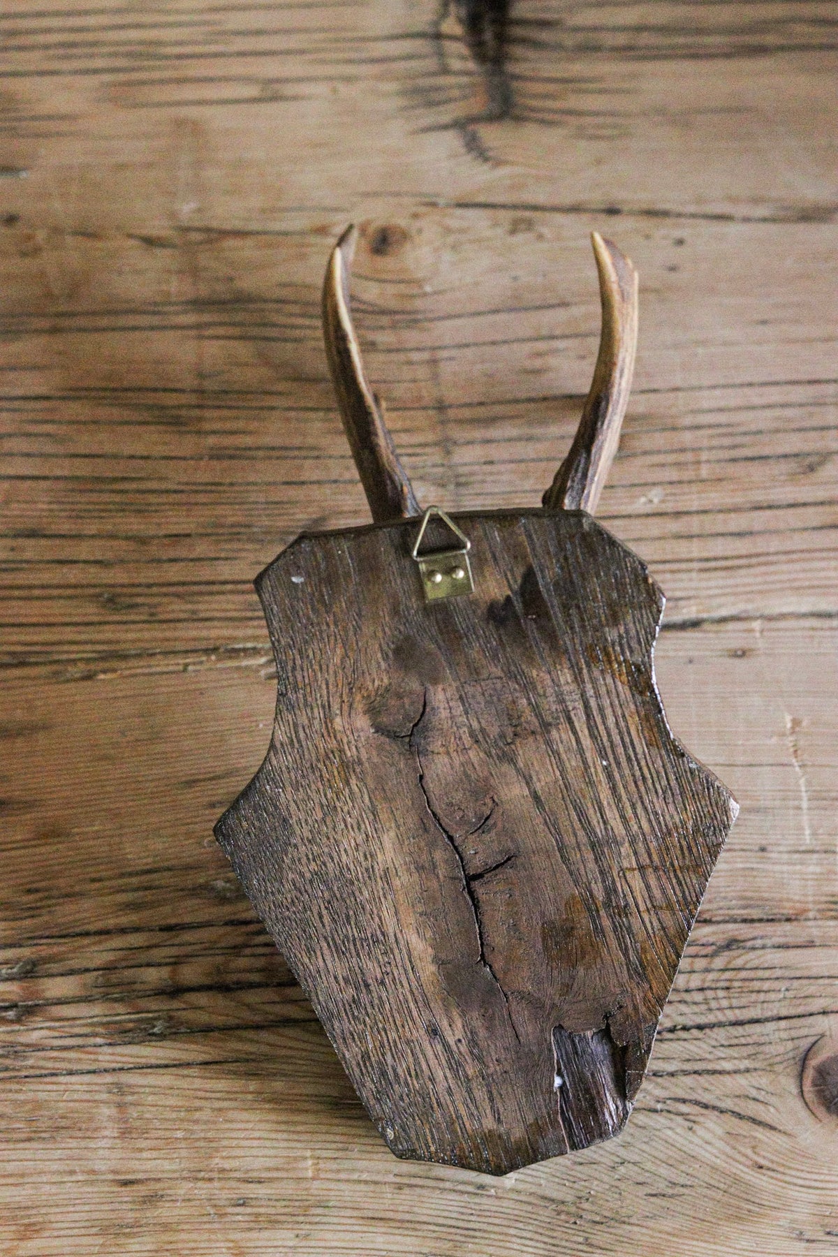 Petite Vintage European Antler Mount