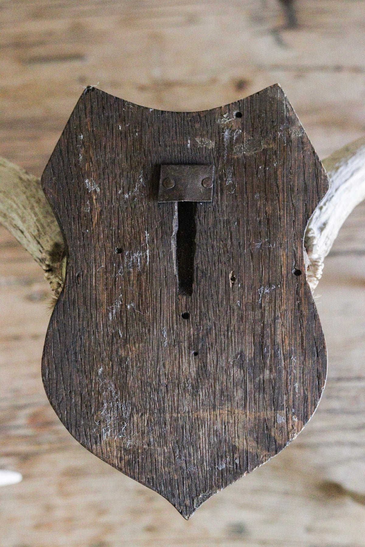 Vintage Antler Mount