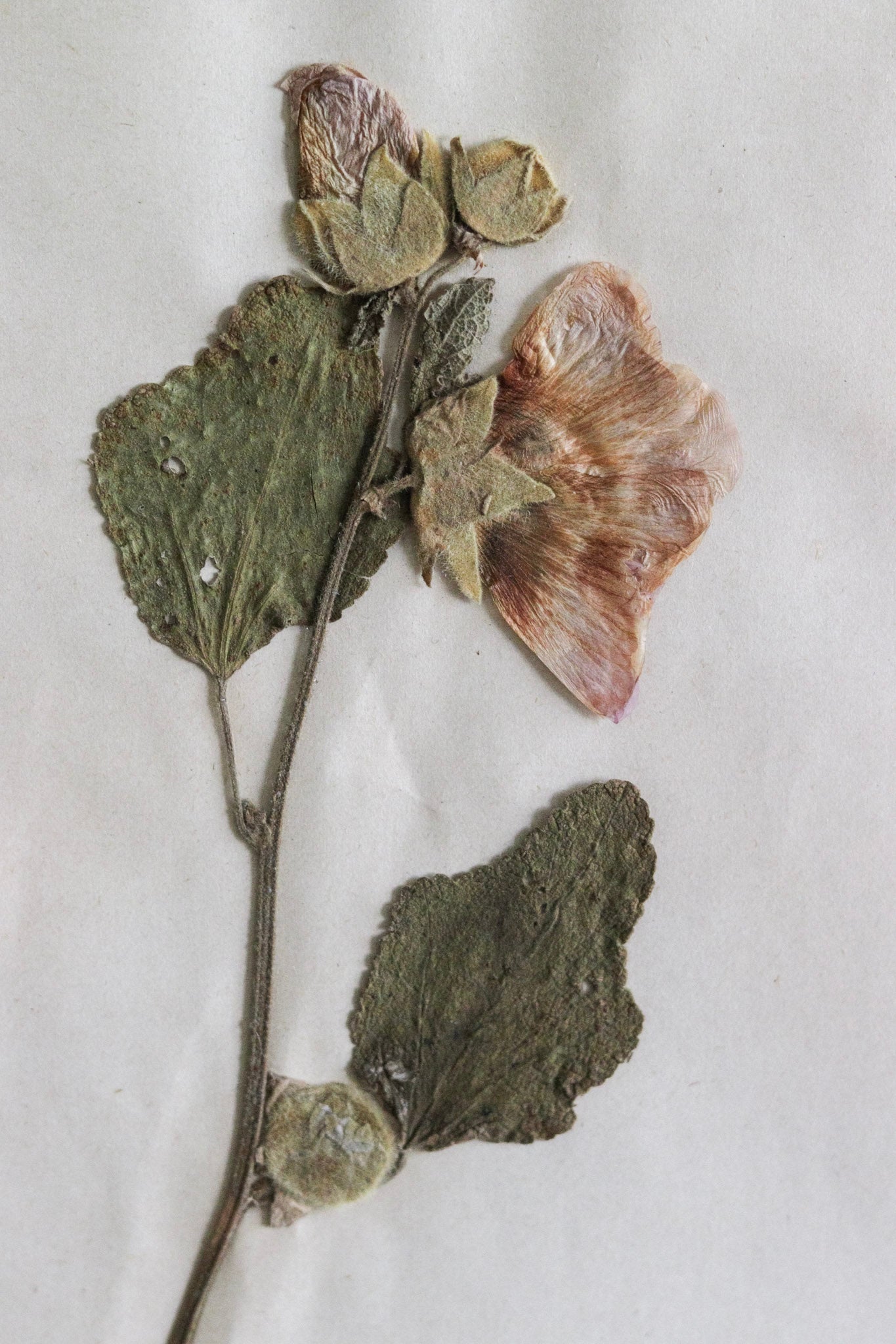 Vintage Framed Herbarium - Dated 1951