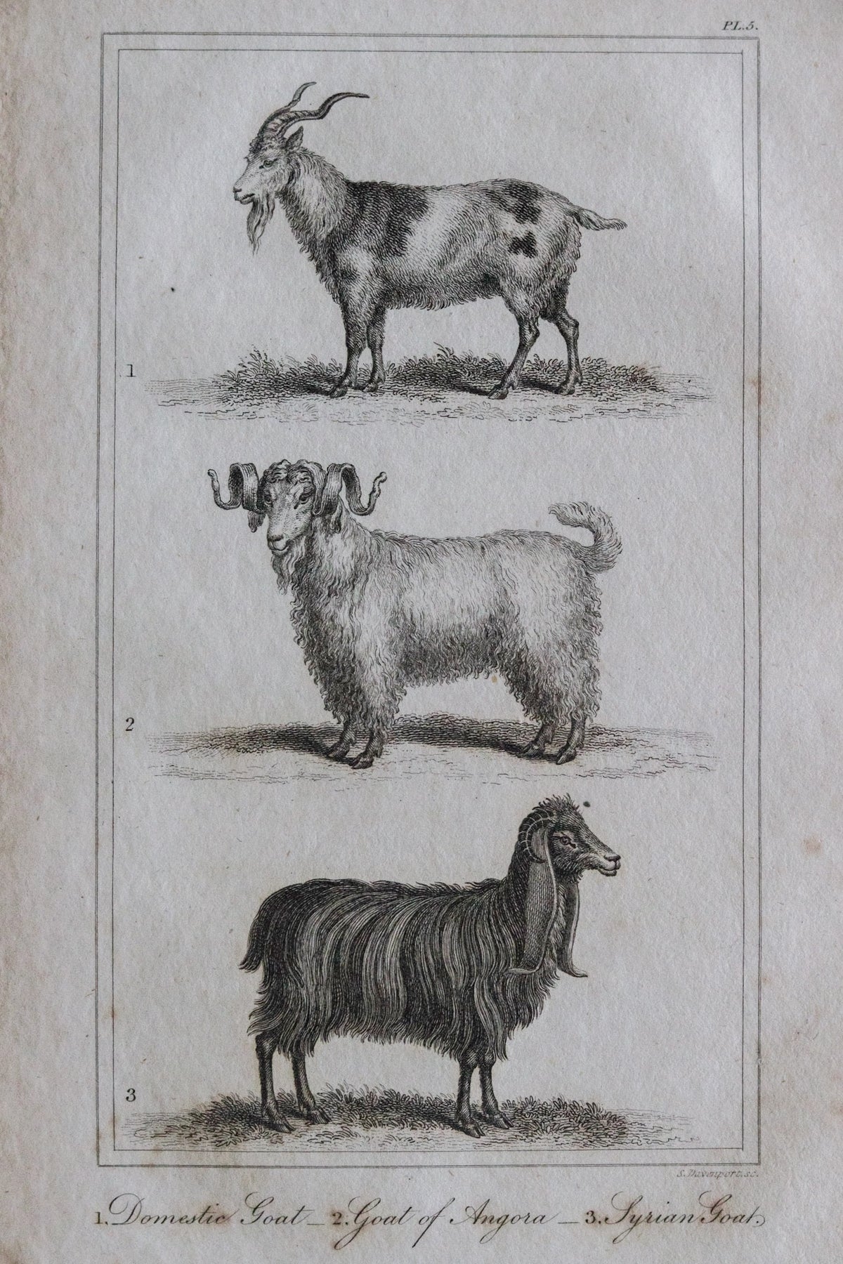 Antique Goat Engraving c.1791