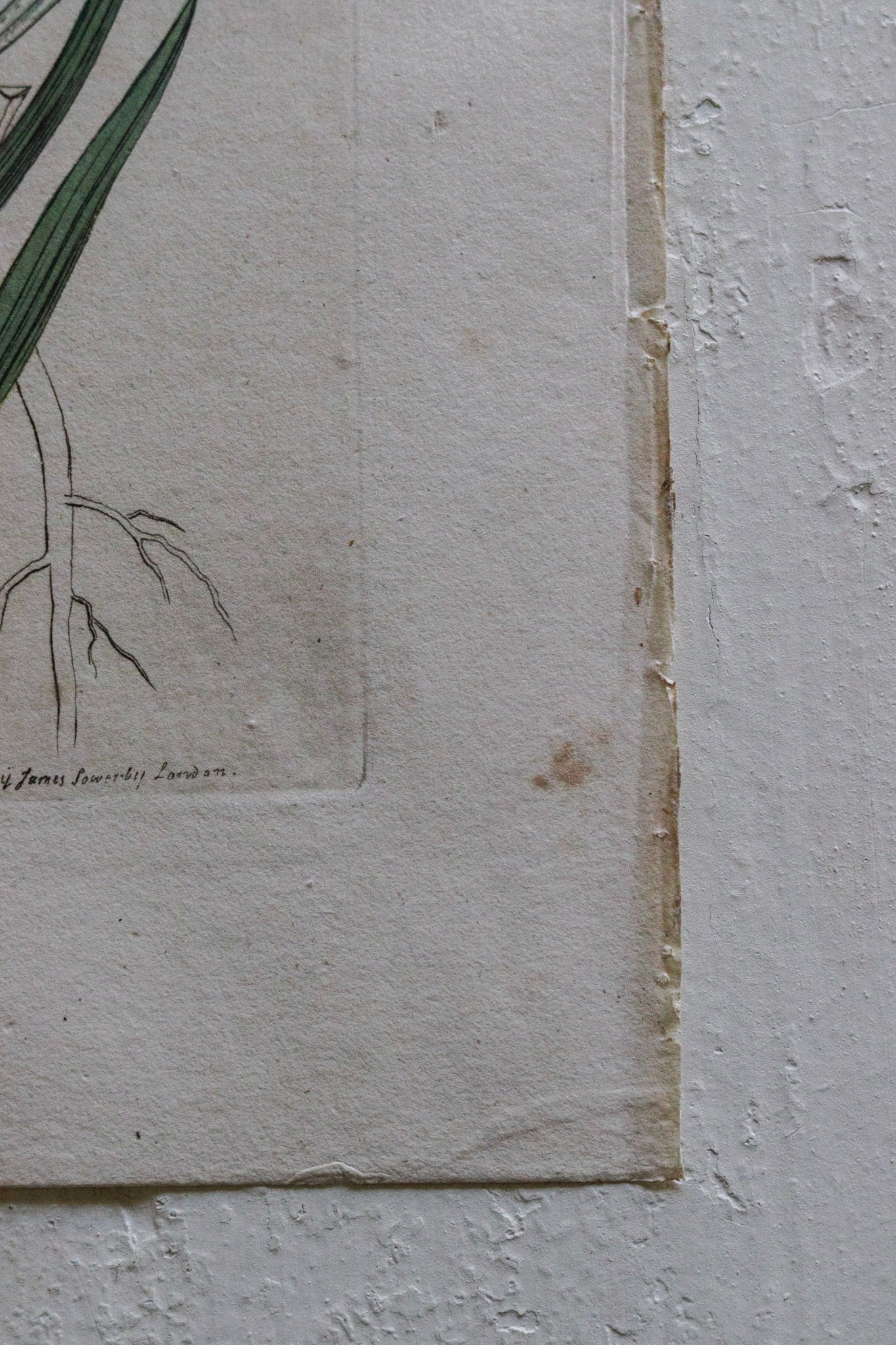 Antique Floral Print