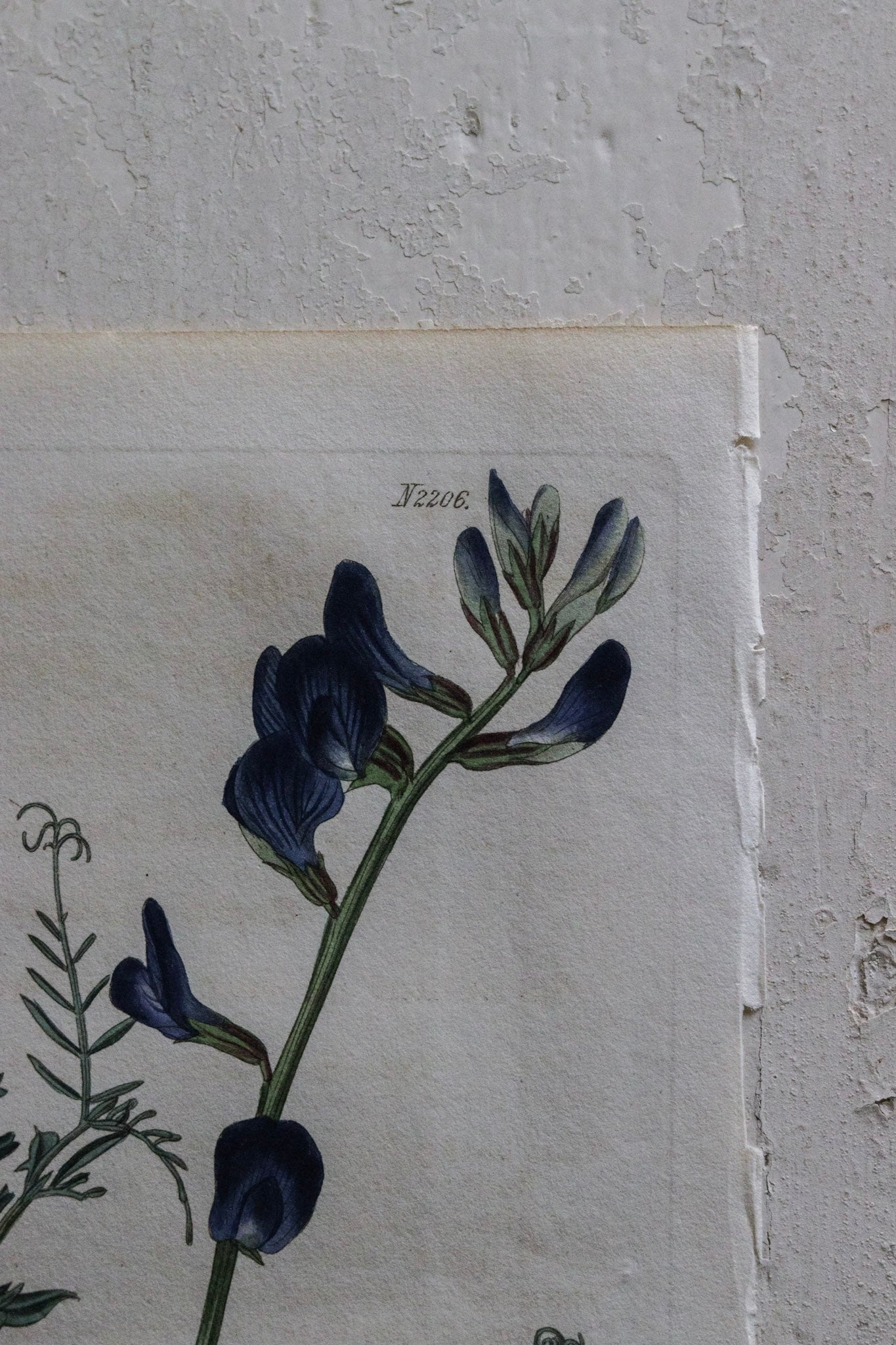 Antique Floral Print - Butterfly Pea
