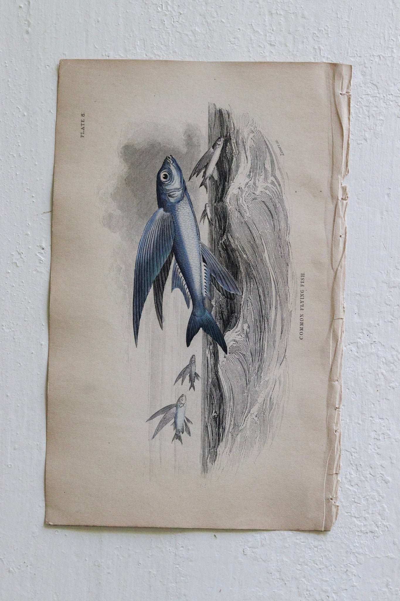 Antique Fish Print No.6