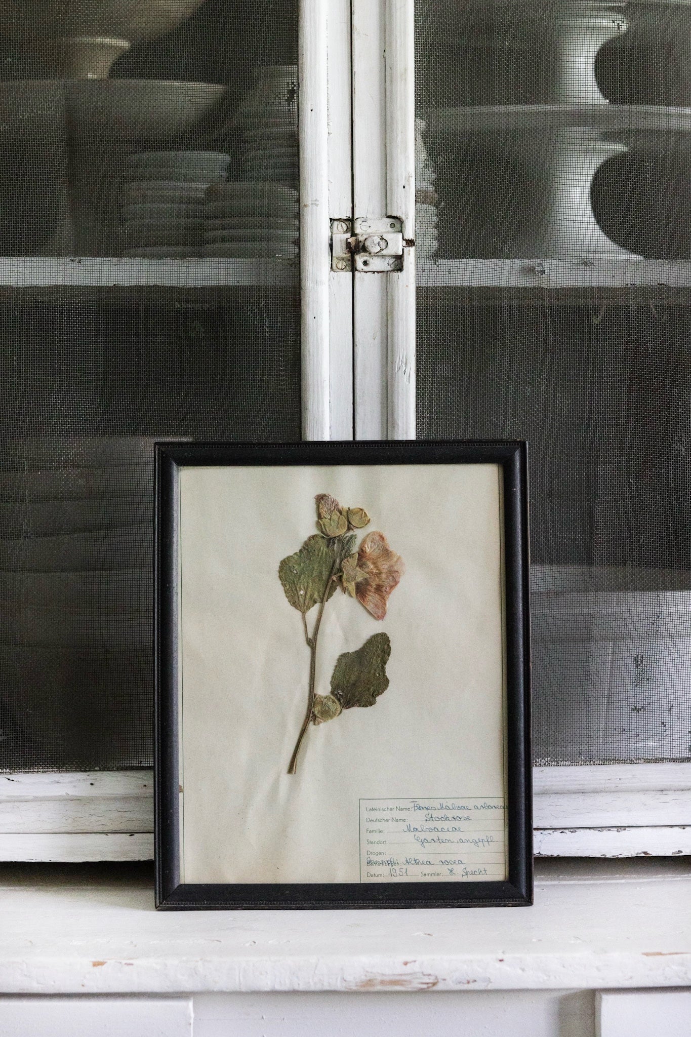 Vintage Framed Herbarium - Dated 1951