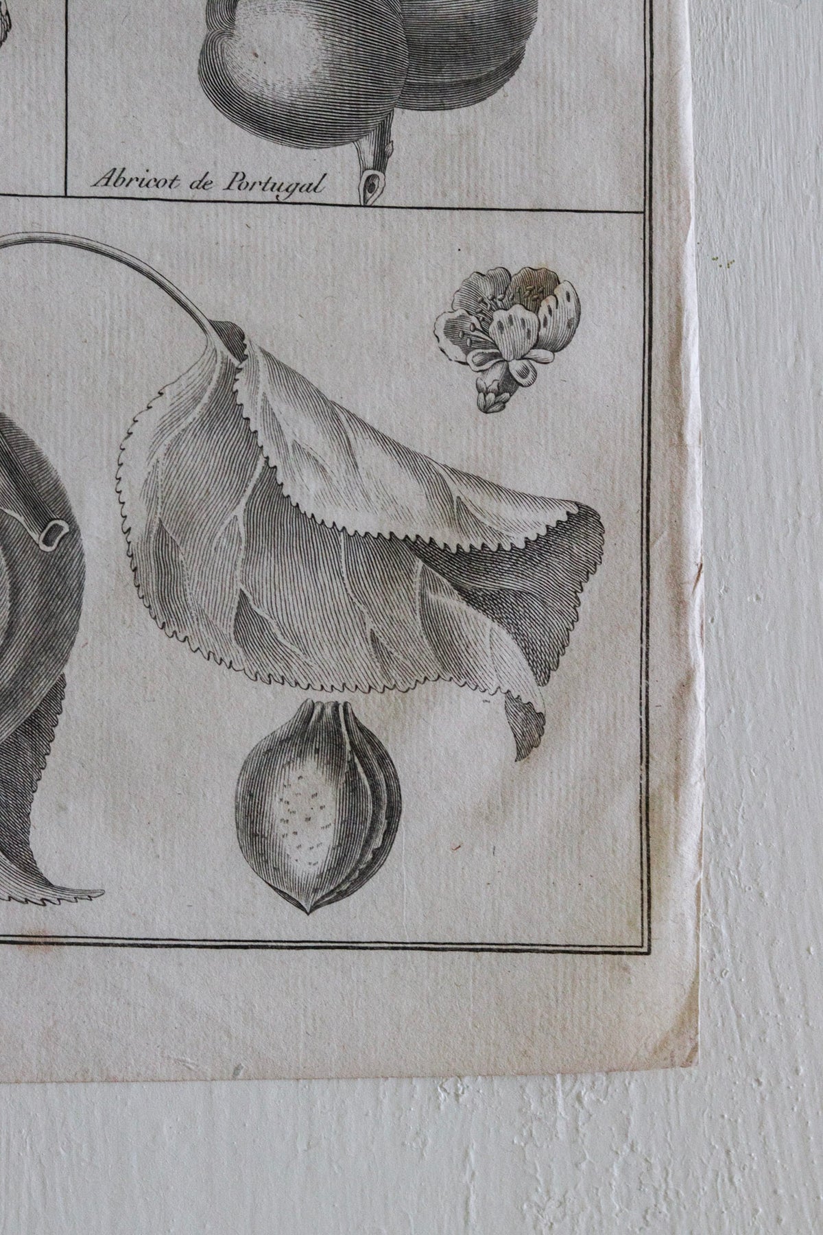 Antique French Apricot Print c.1918