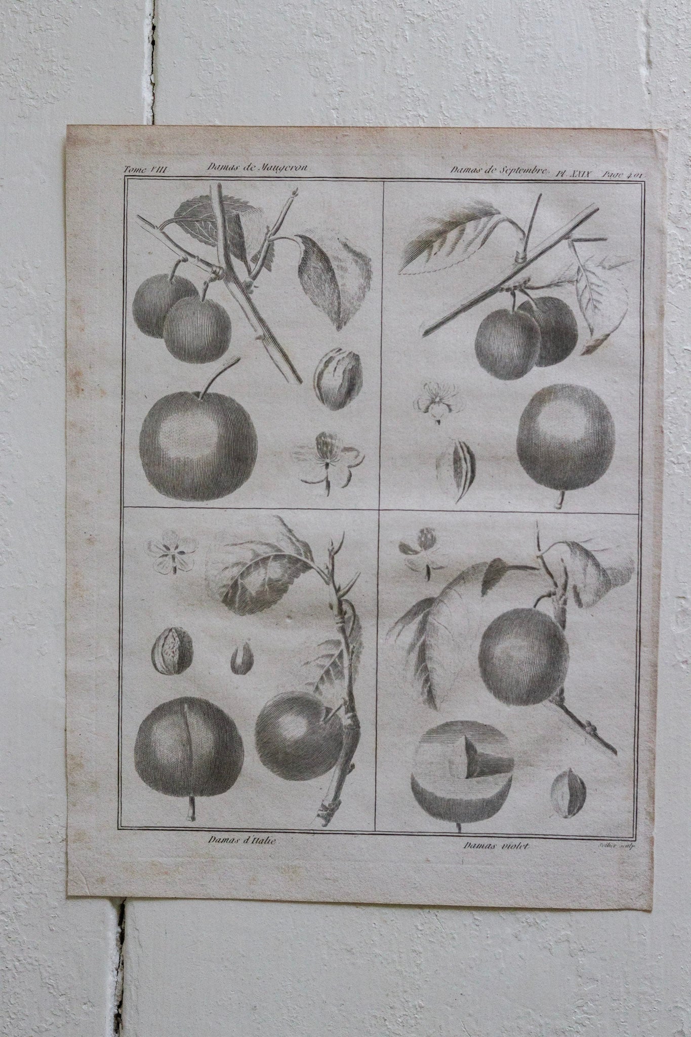 Antique French Plum Print No.2
