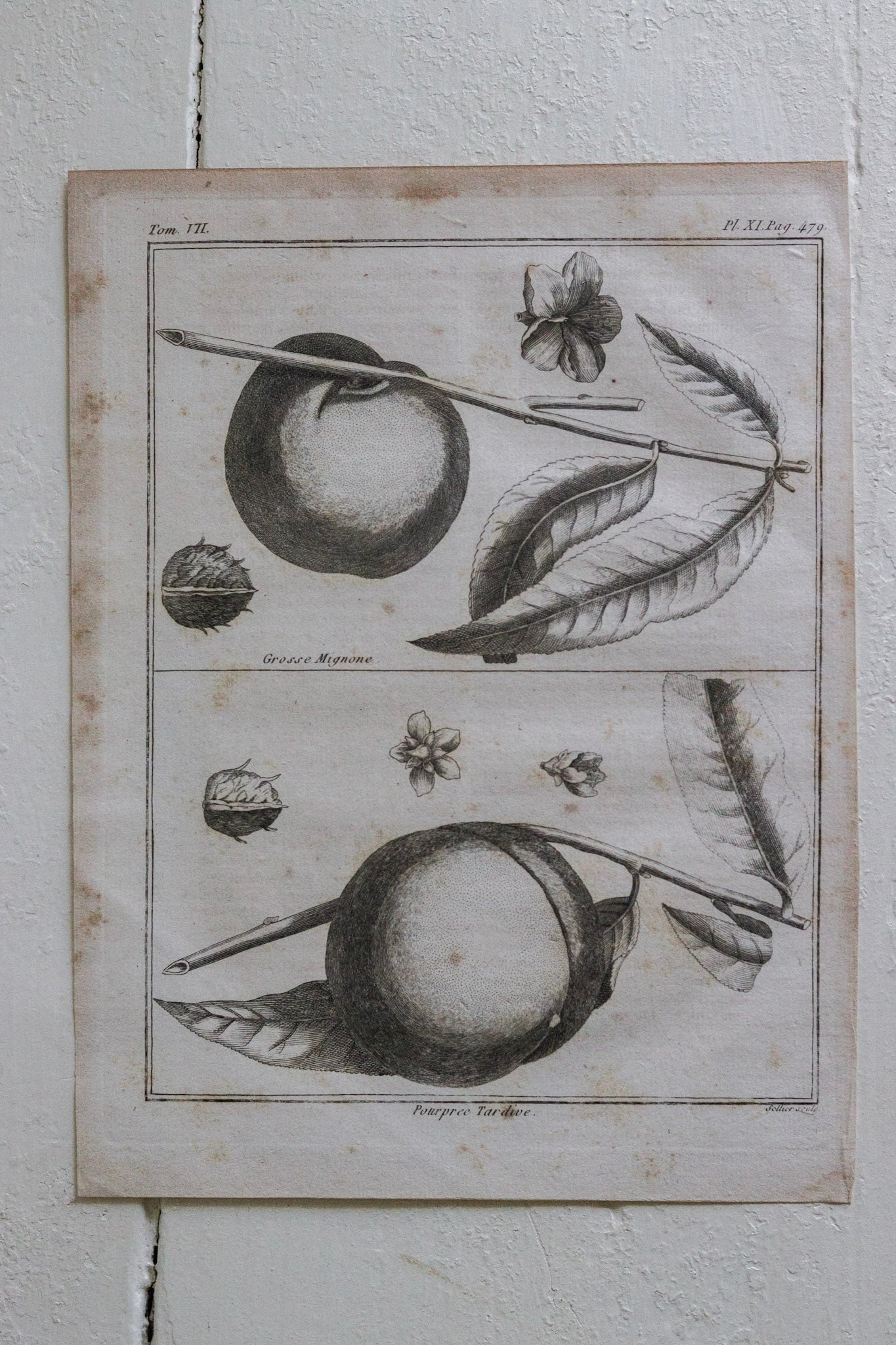 Antique French Peach Print No.4