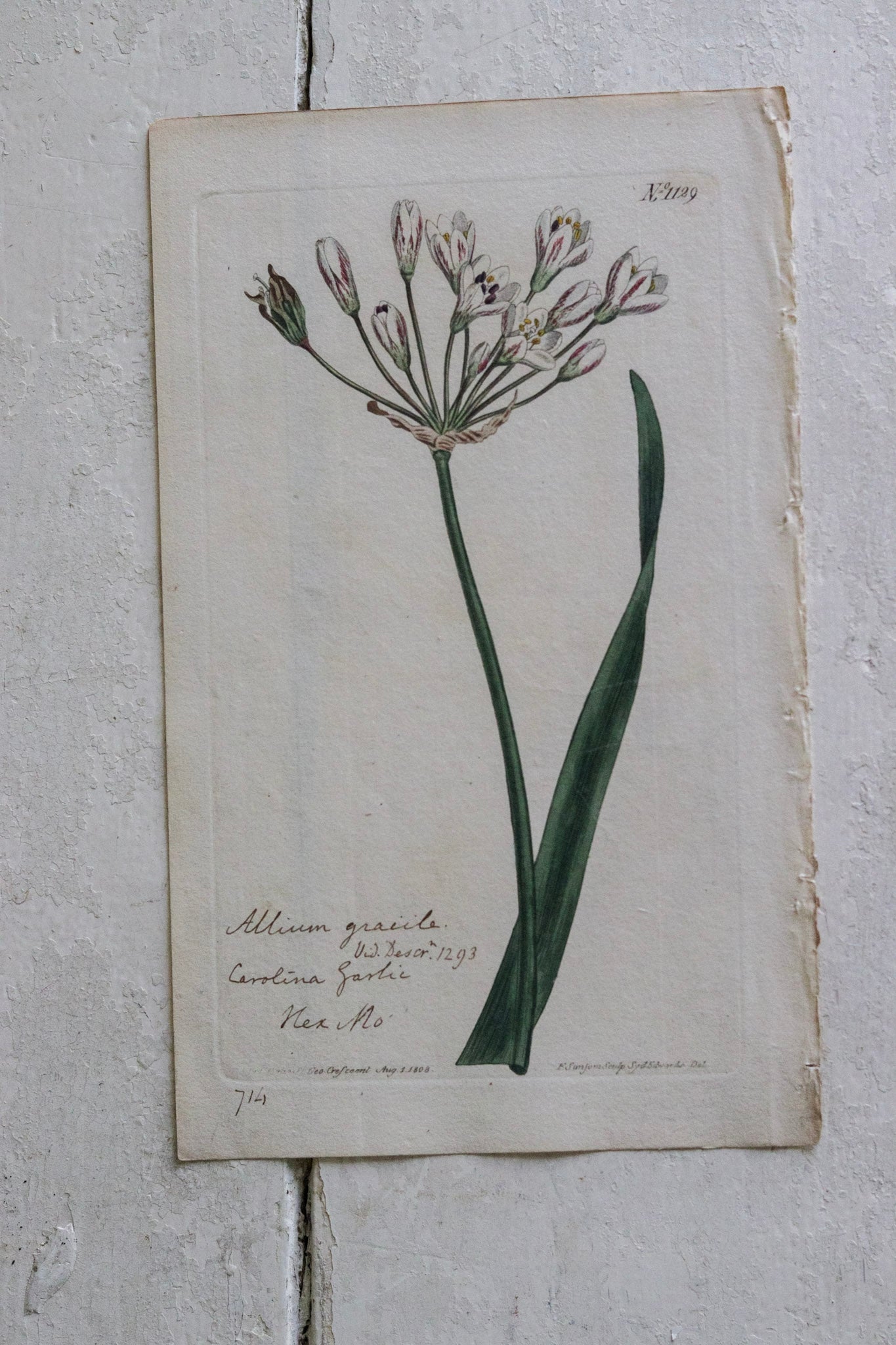 Antique Floral Print - Allium Gracile