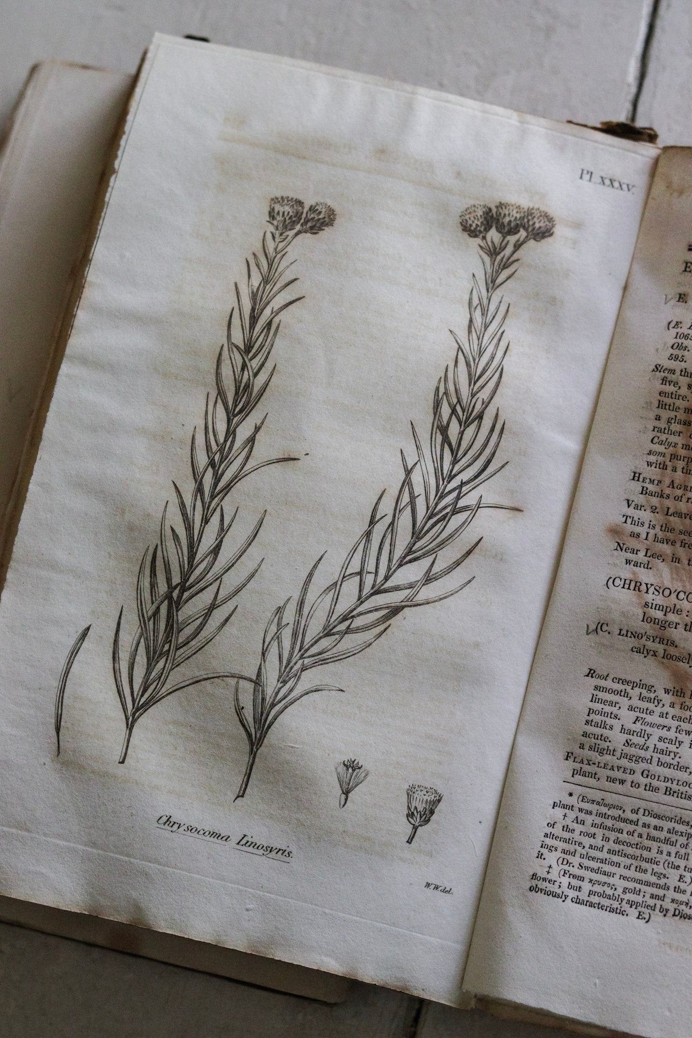 Antique British Botany Book - 1830