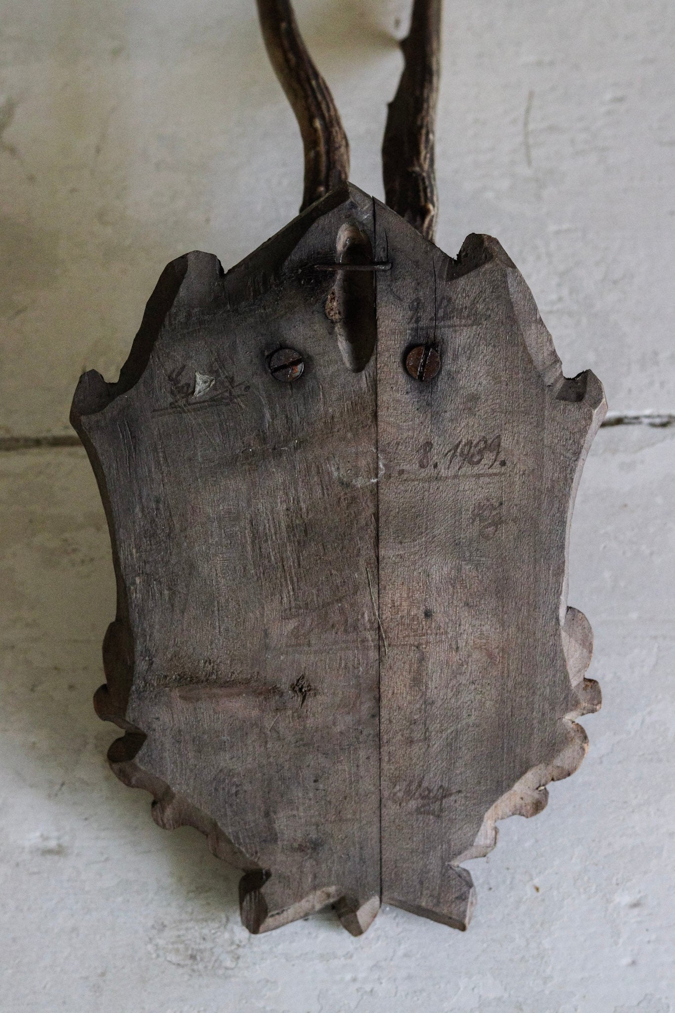 Petite Vintage European Antler Mount - Dated 1939