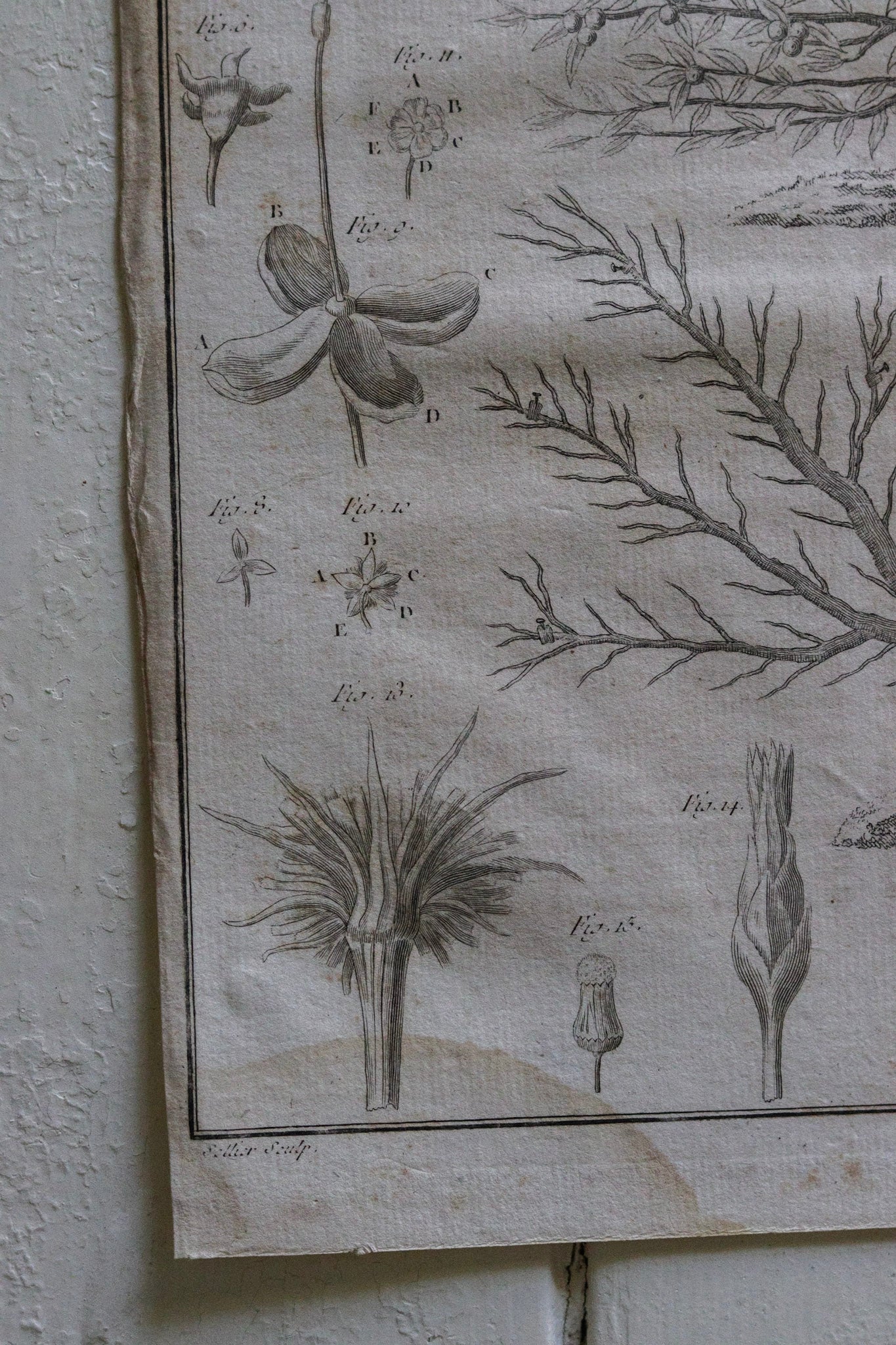 Antique French Horticulture Print No.2