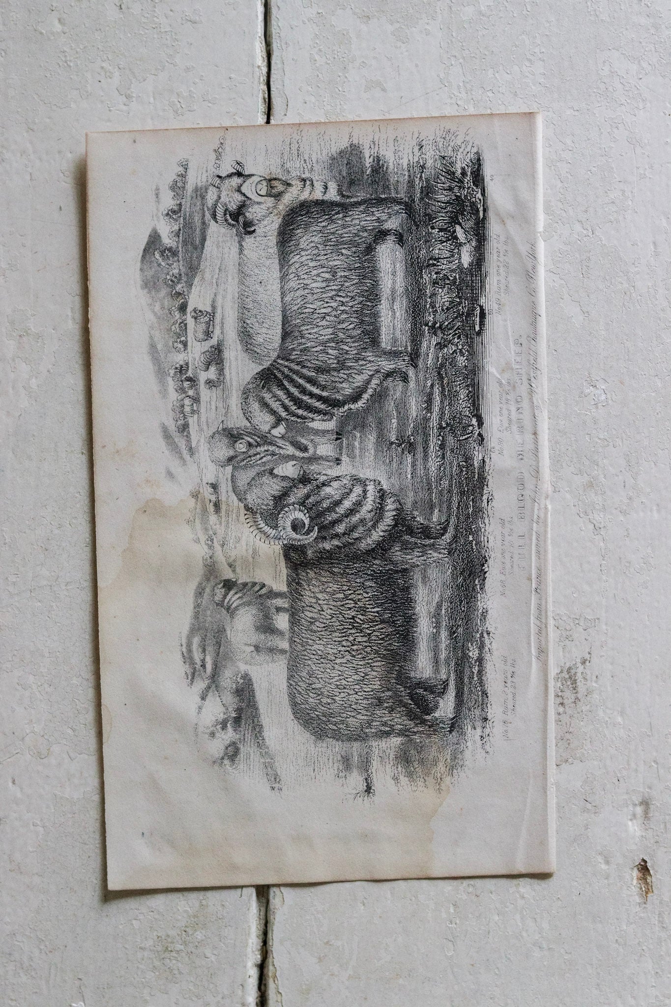 Antique Sheep Print - Merino