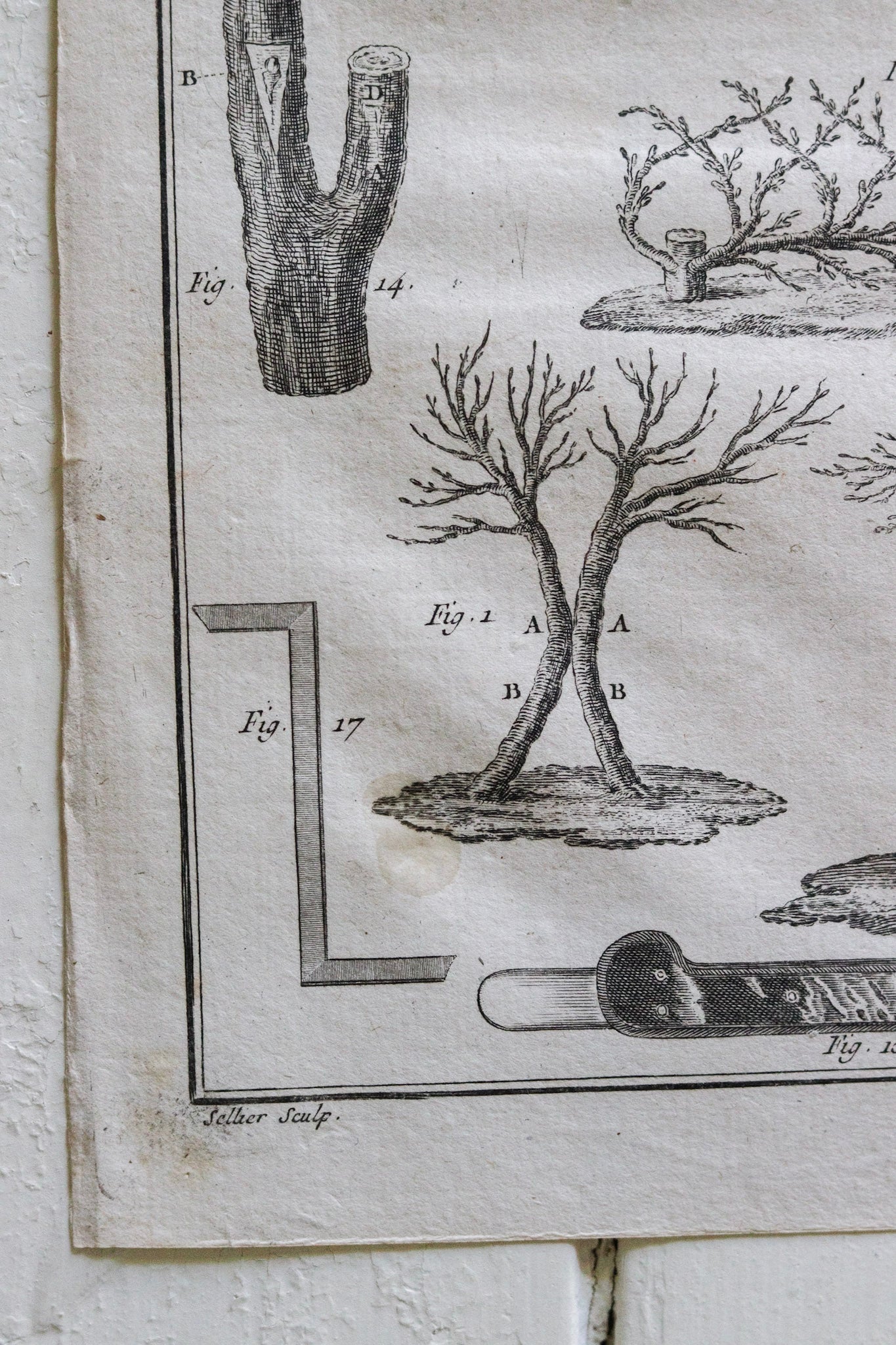 Antique French Horticulture Print No.3