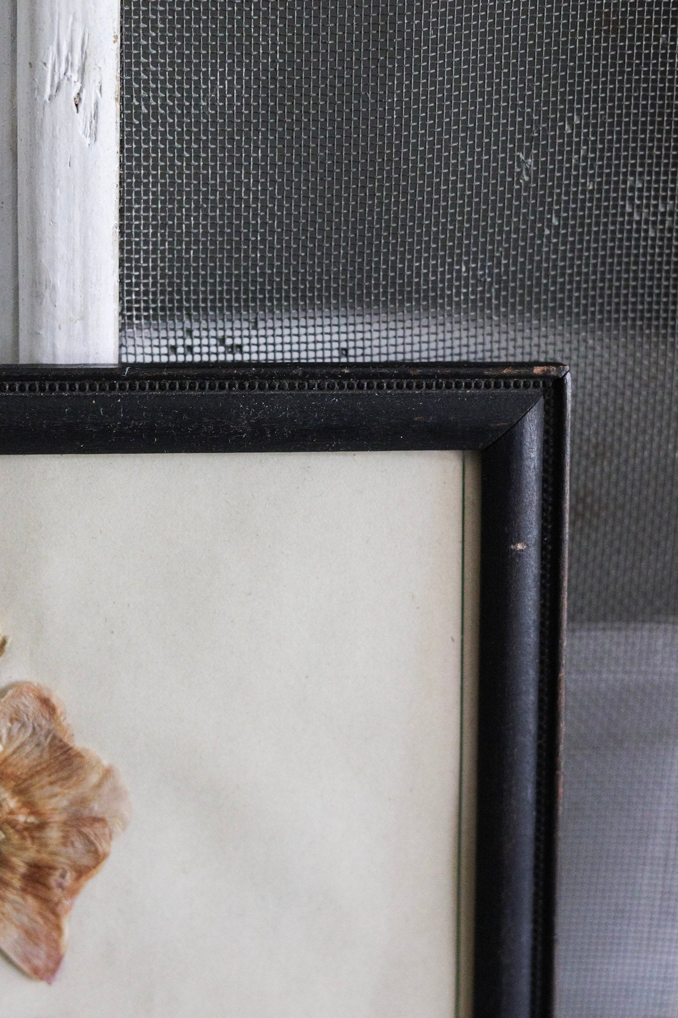 Vintage Framed Herbarium - Dated 1951