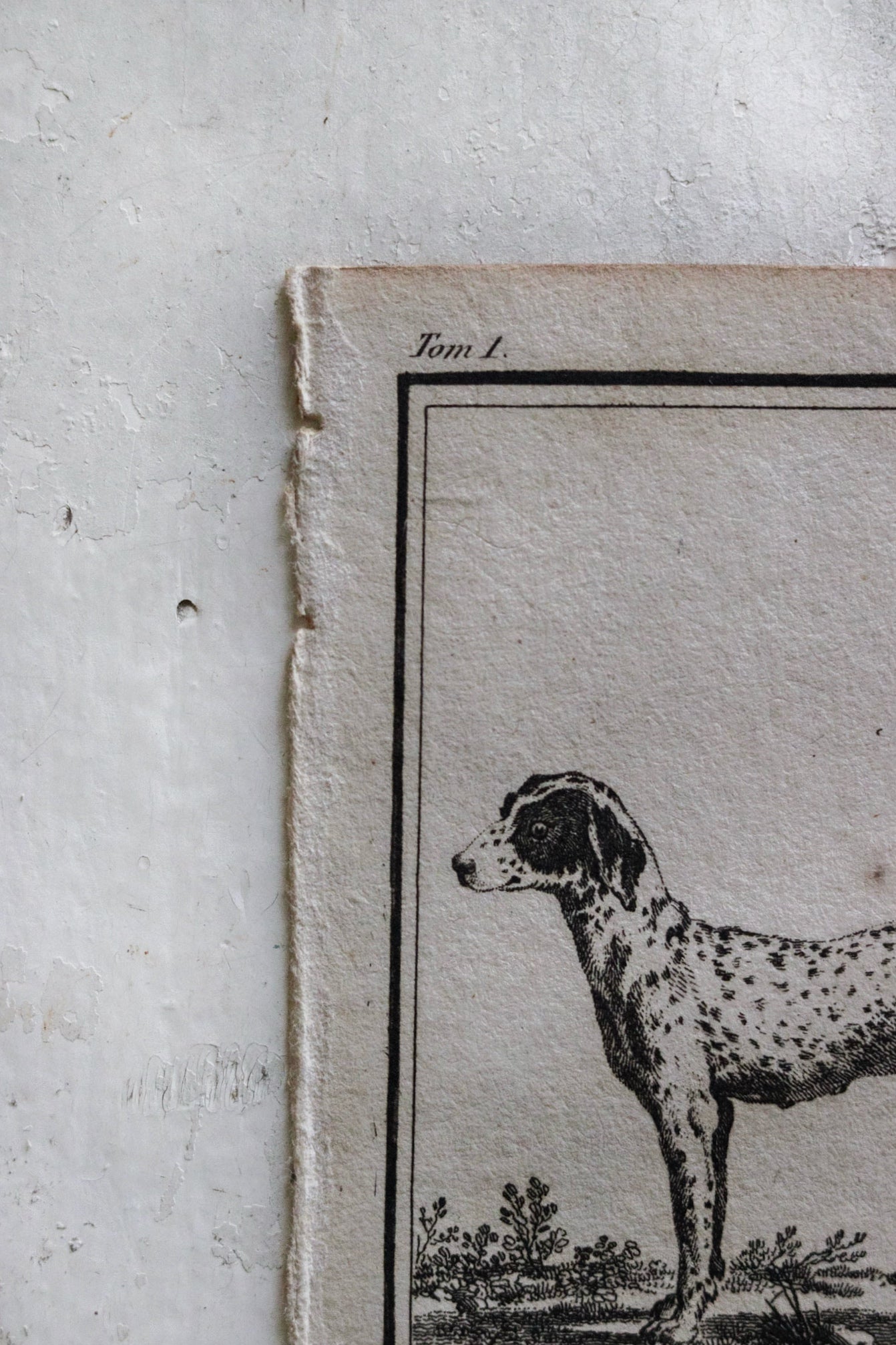 Petite French Antique Dog Print