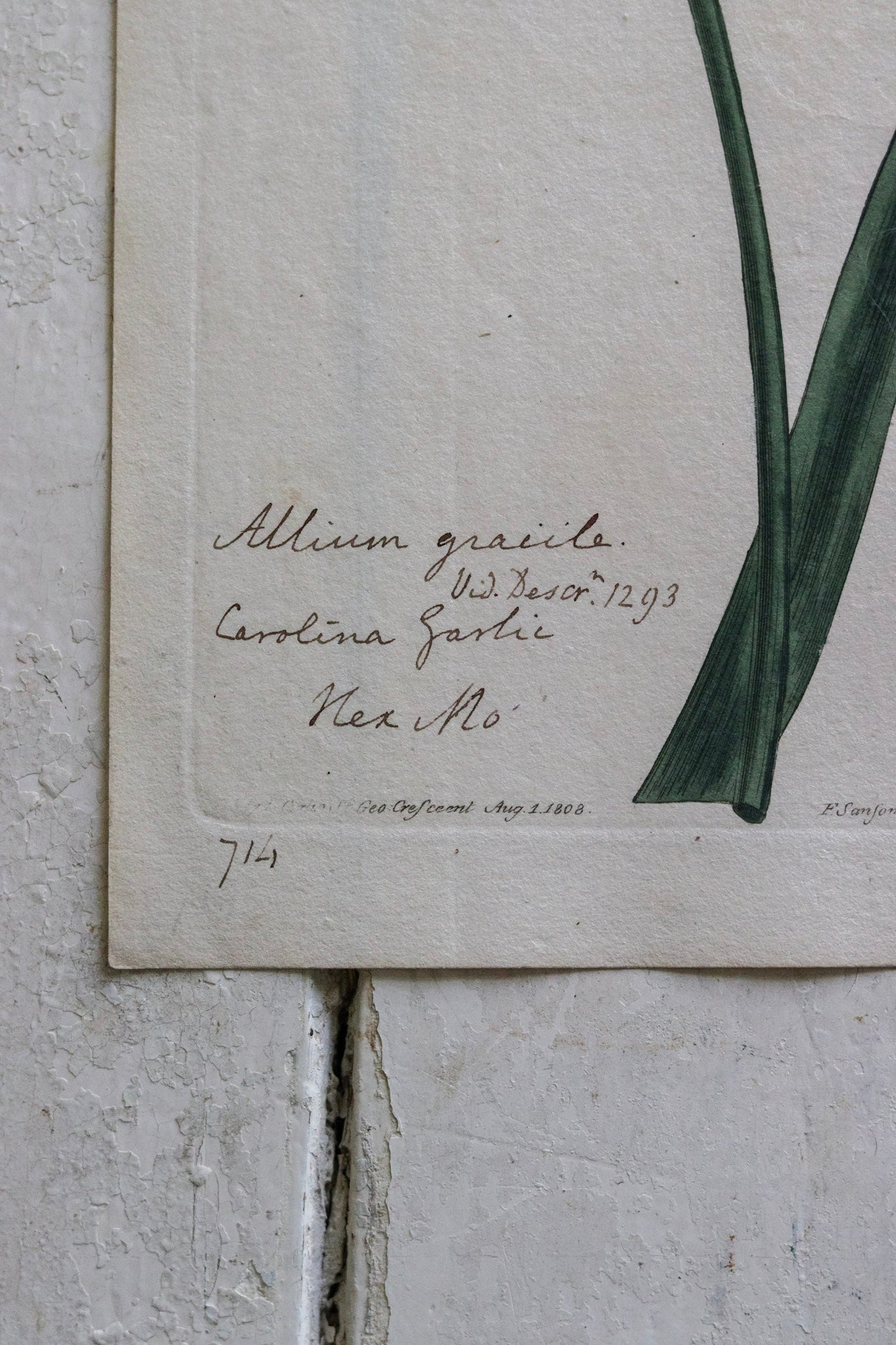 Antique Floral Print - Allium Gracile