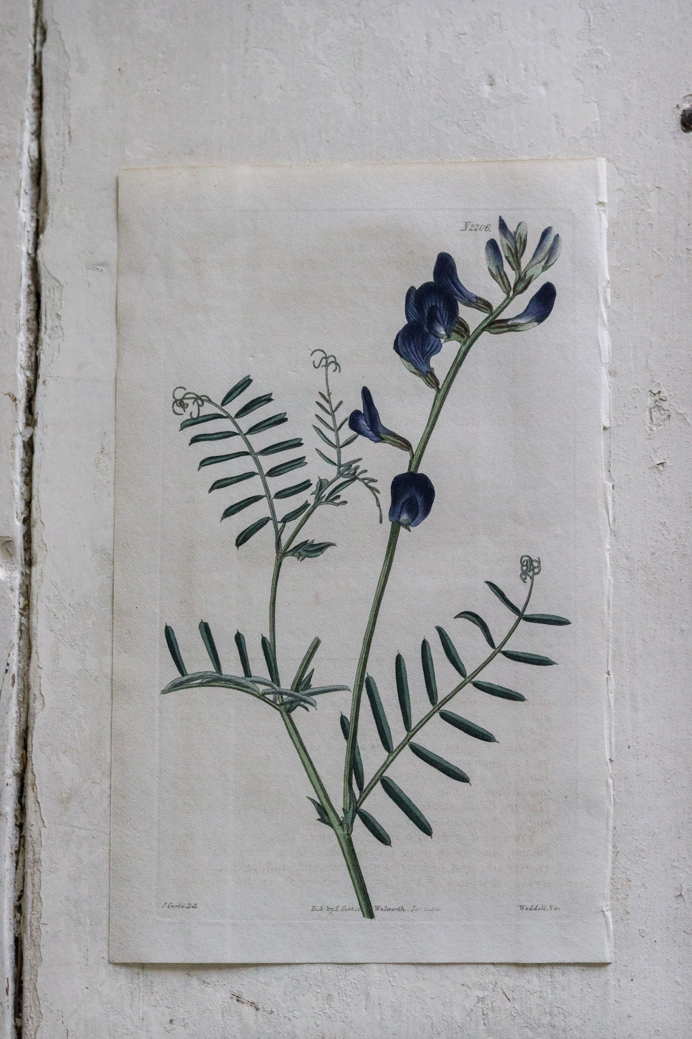 Antique Floral Print - Butterfly Pea