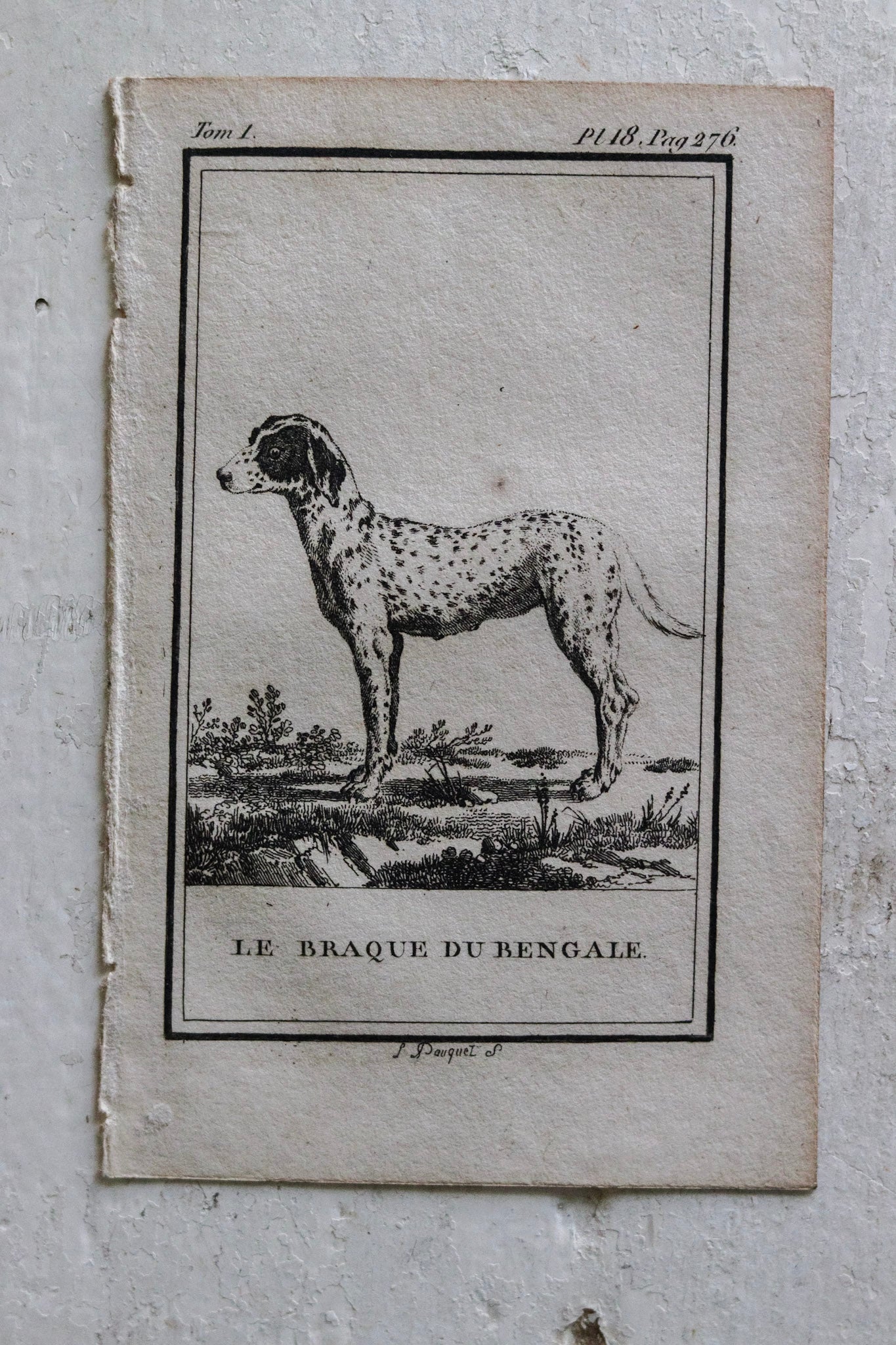 Petite French Antique Dog Print