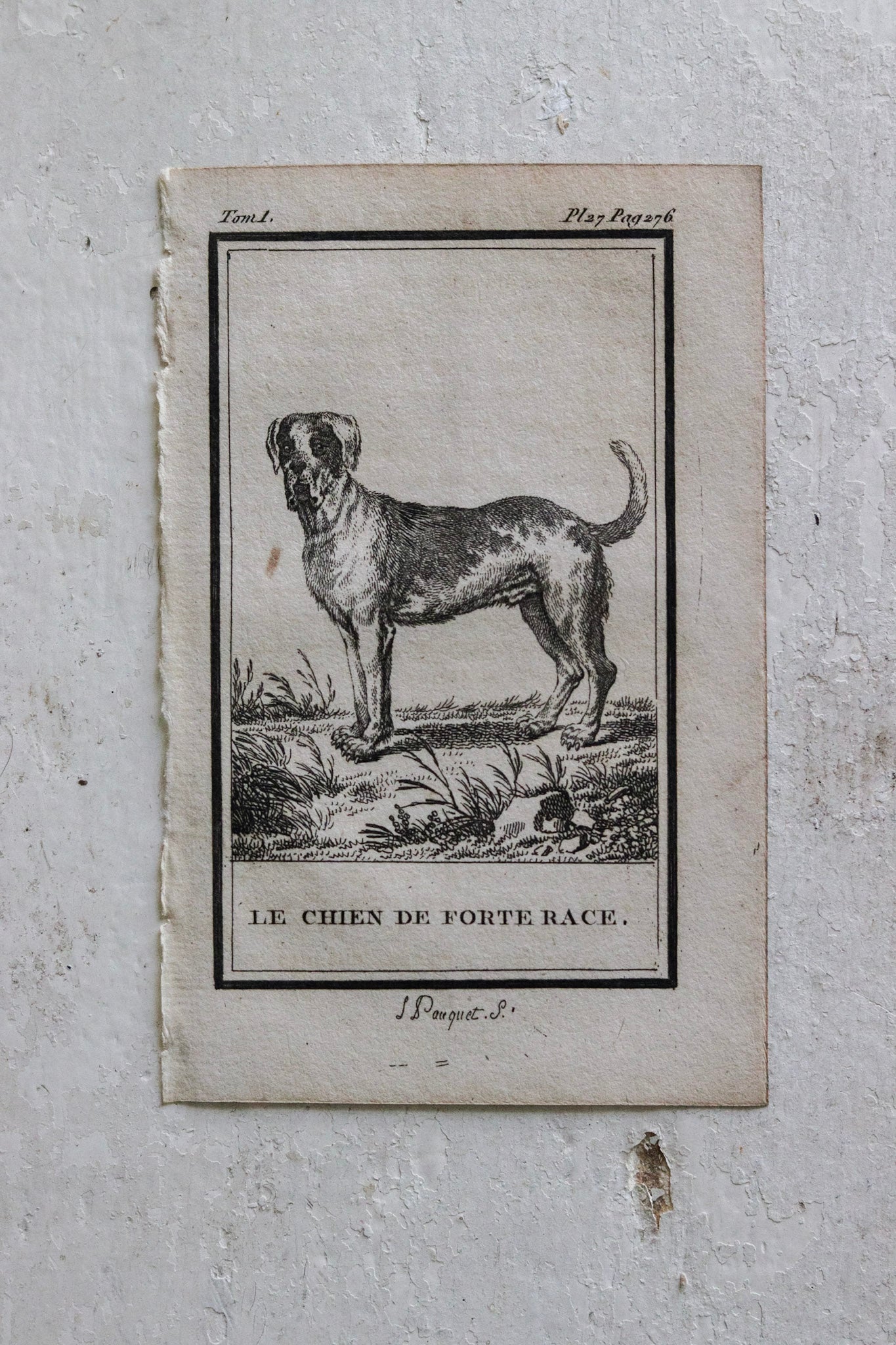 Petite French Antique Dog Print