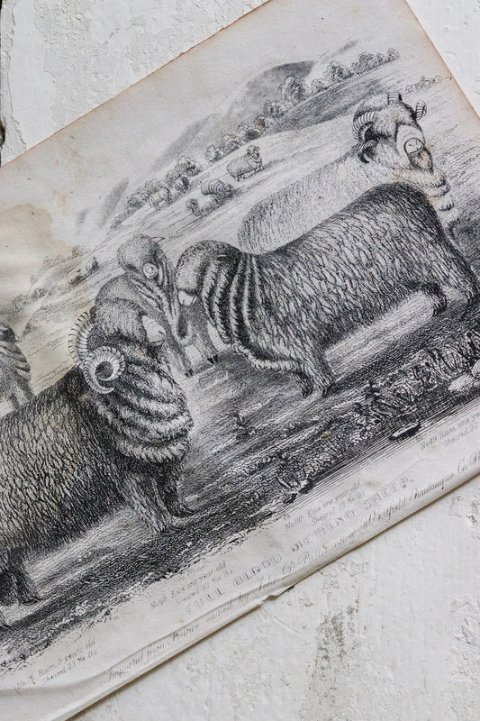 Antique Sheep Print - Merino