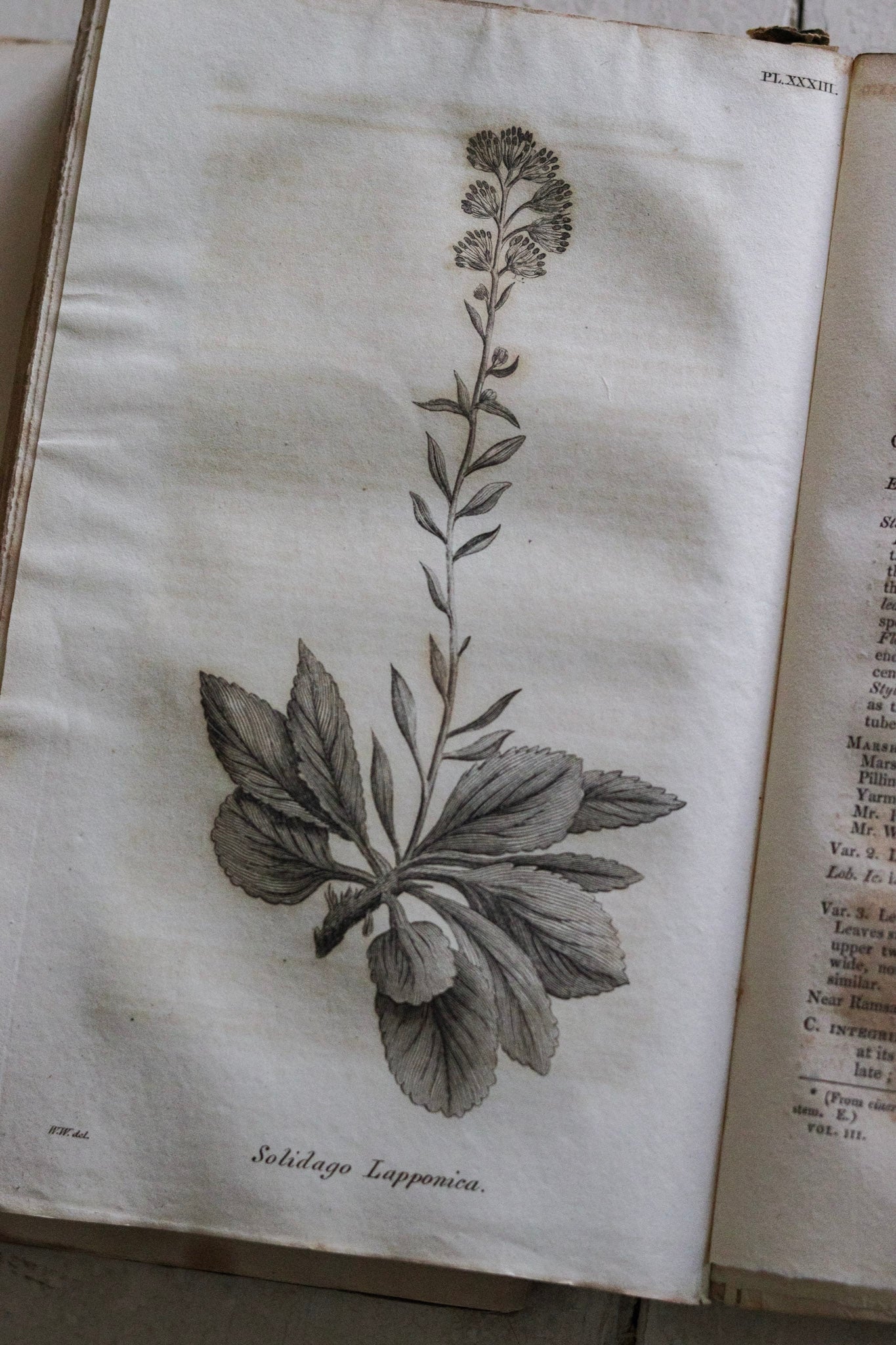 Antique British Botany Book - 1830