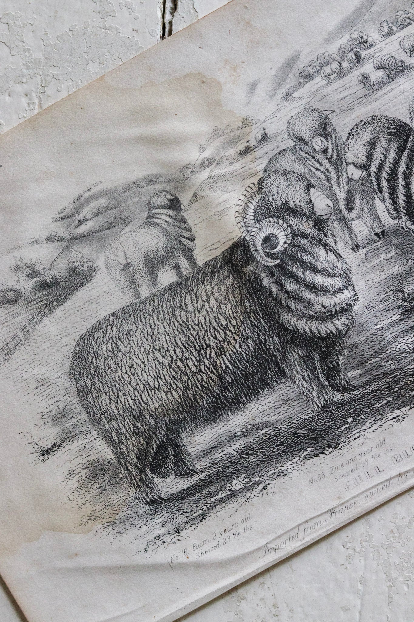Antique Sheep Print - Merino