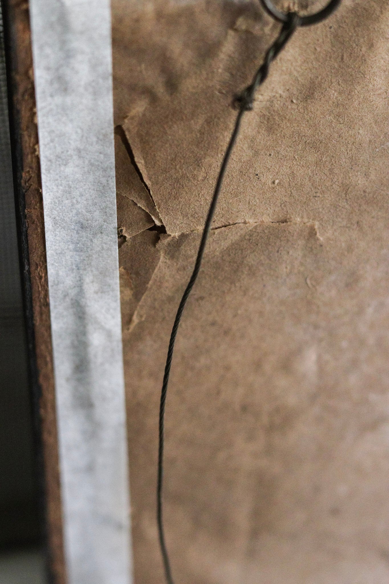 Vintage Framed Herbarium - Dated 1951