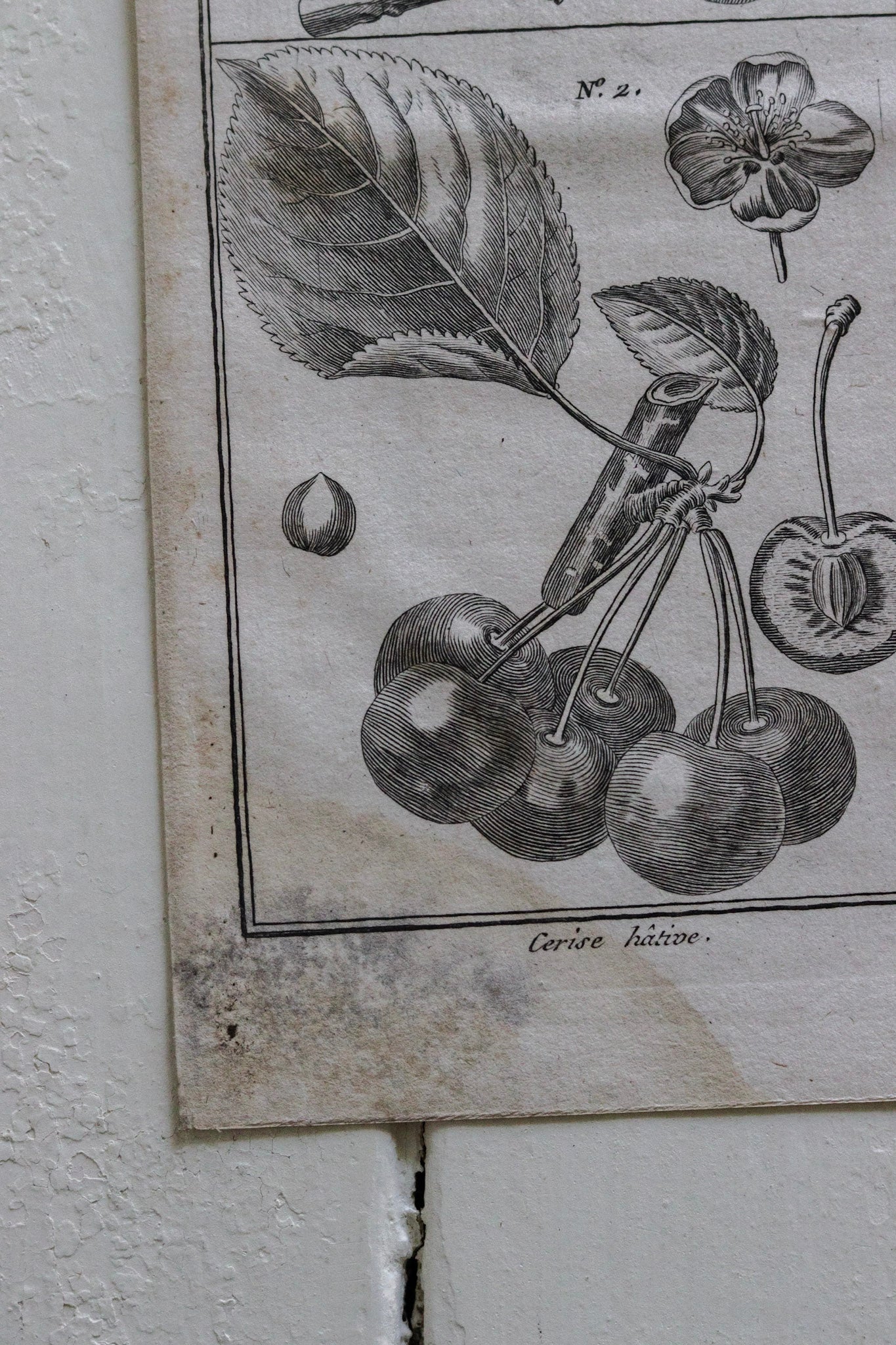 Antique French Cherry Print No.1