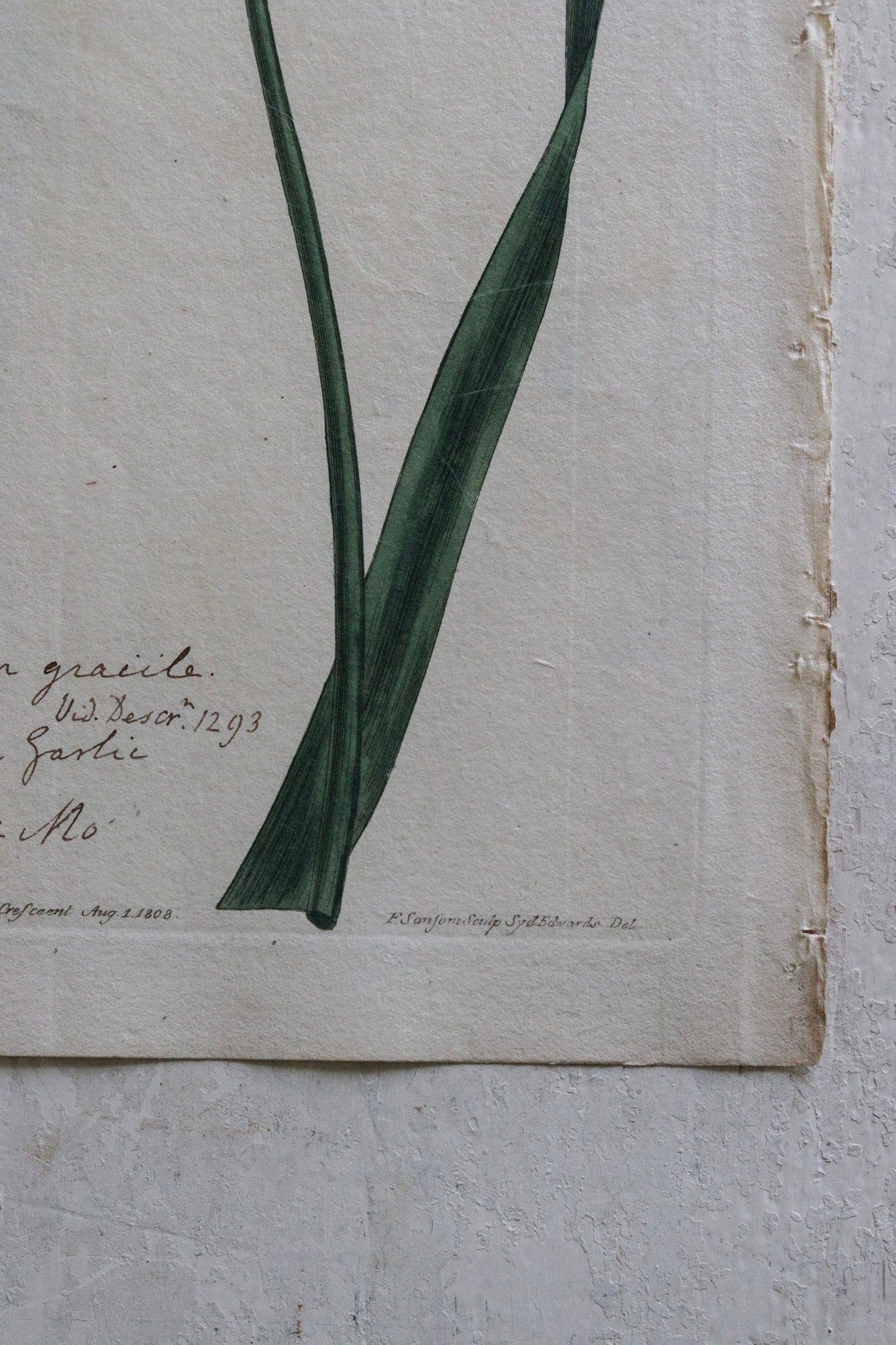 Antique Floral Print - Allium Gracile