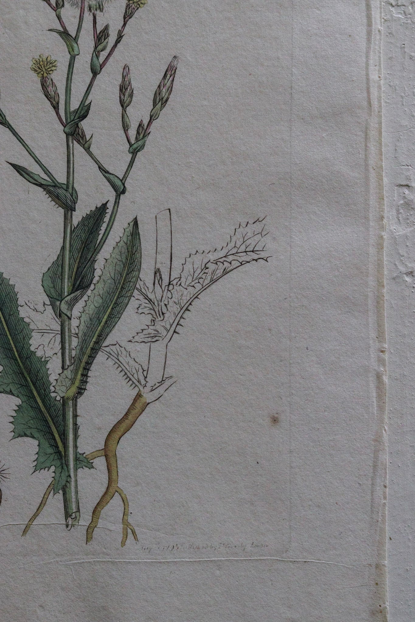 Antique Floral Print