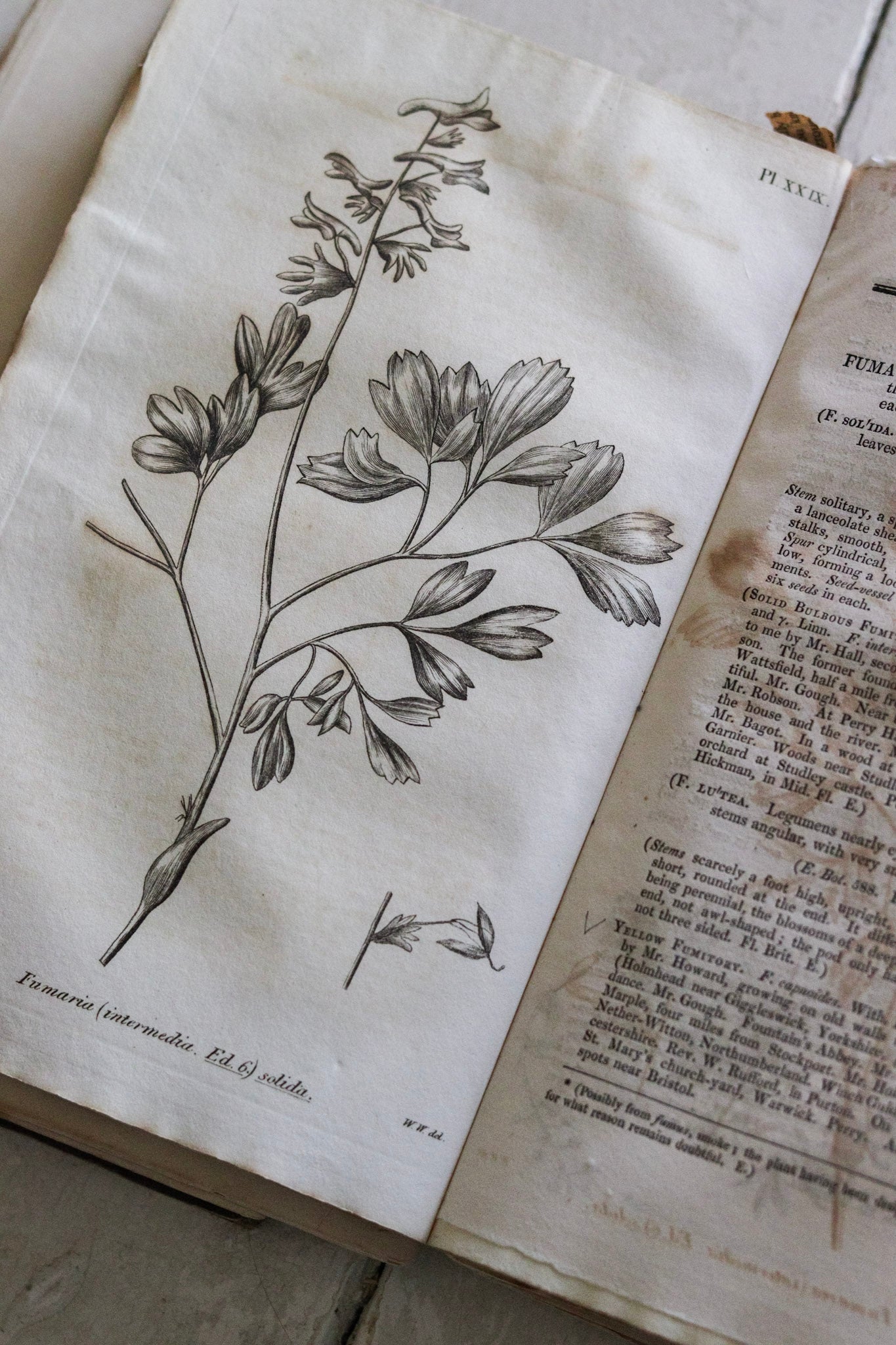 Antique British Botany Book - 1830