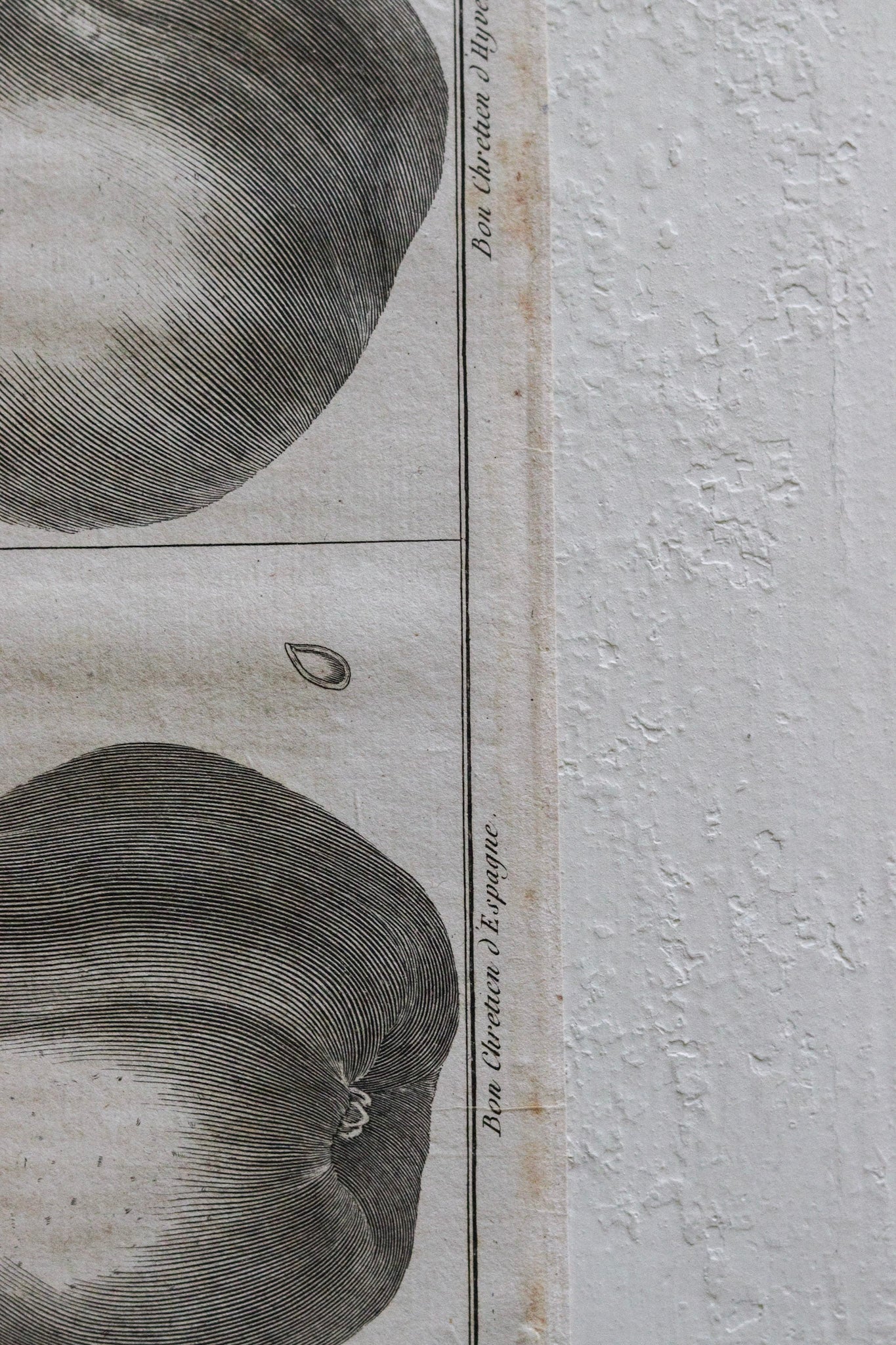 Antique French Fruit Print No.2