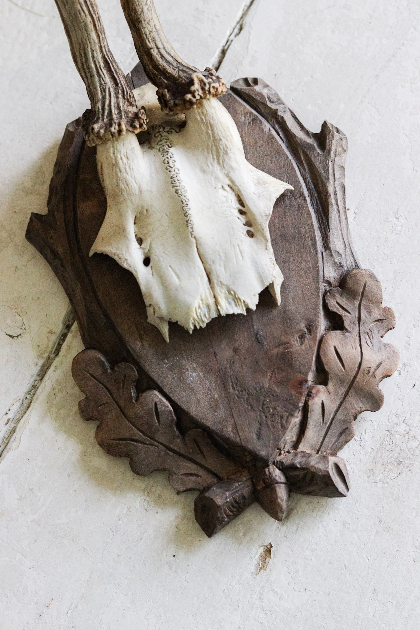 Petite Vintage European Antler Mount - Dated 1939