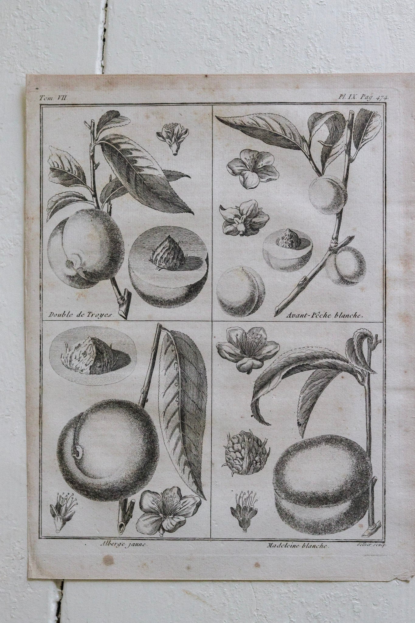 Antique French Peach Print No.1