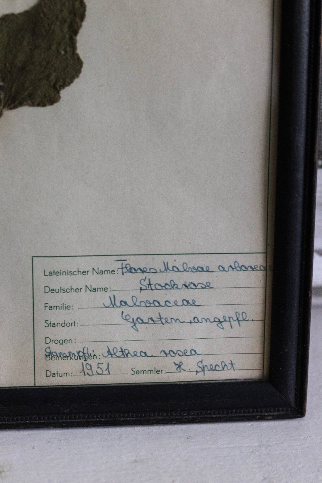 Vintage Framed Herbarium - Dated 1951