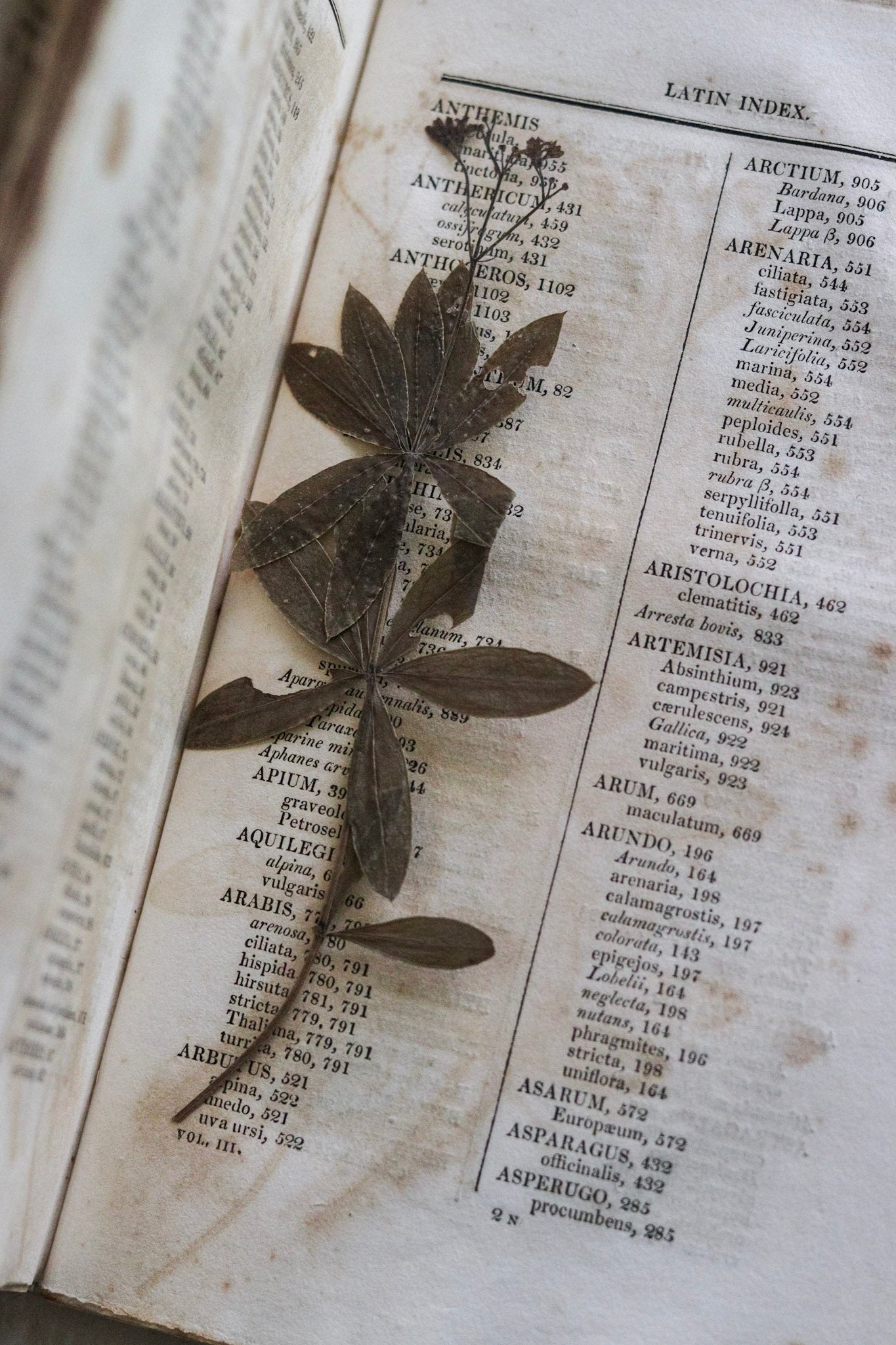 Antique British Botany Book - 1830