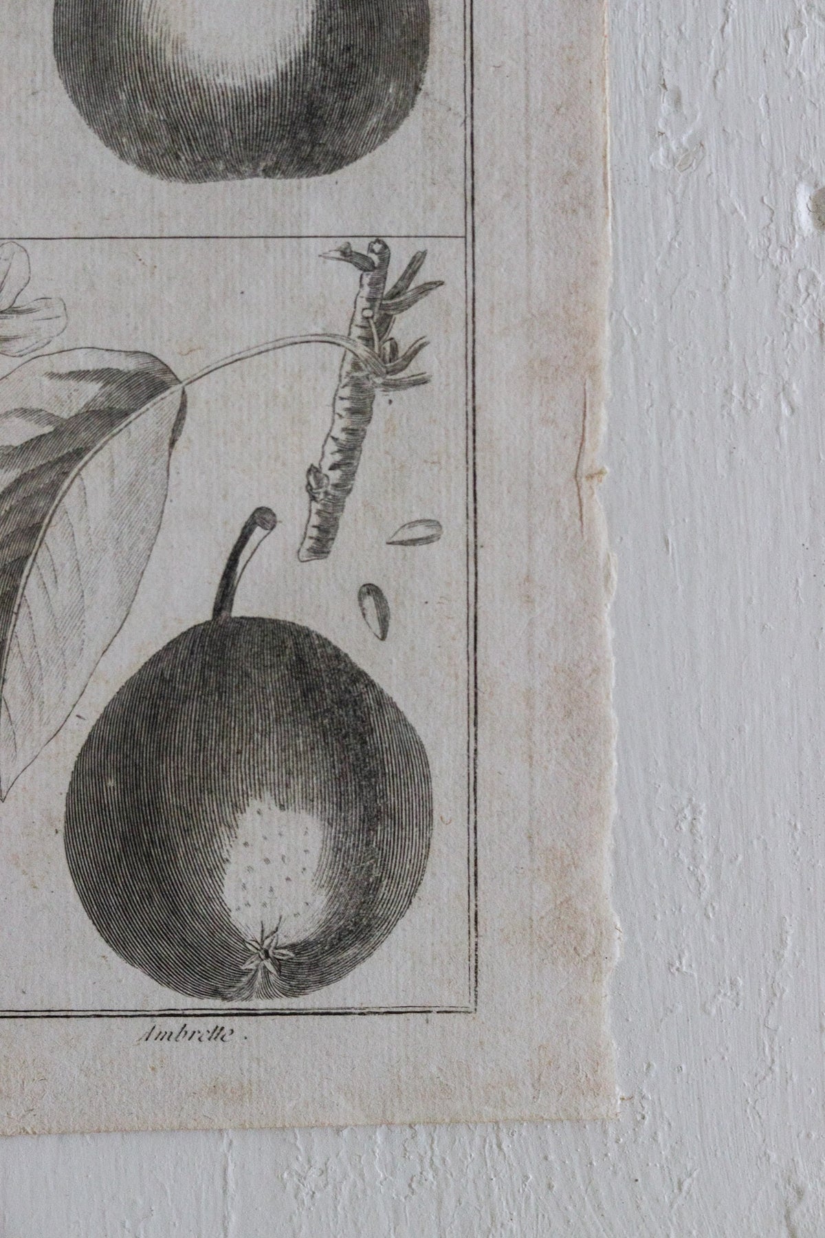 Antique French Pear Print c.1918