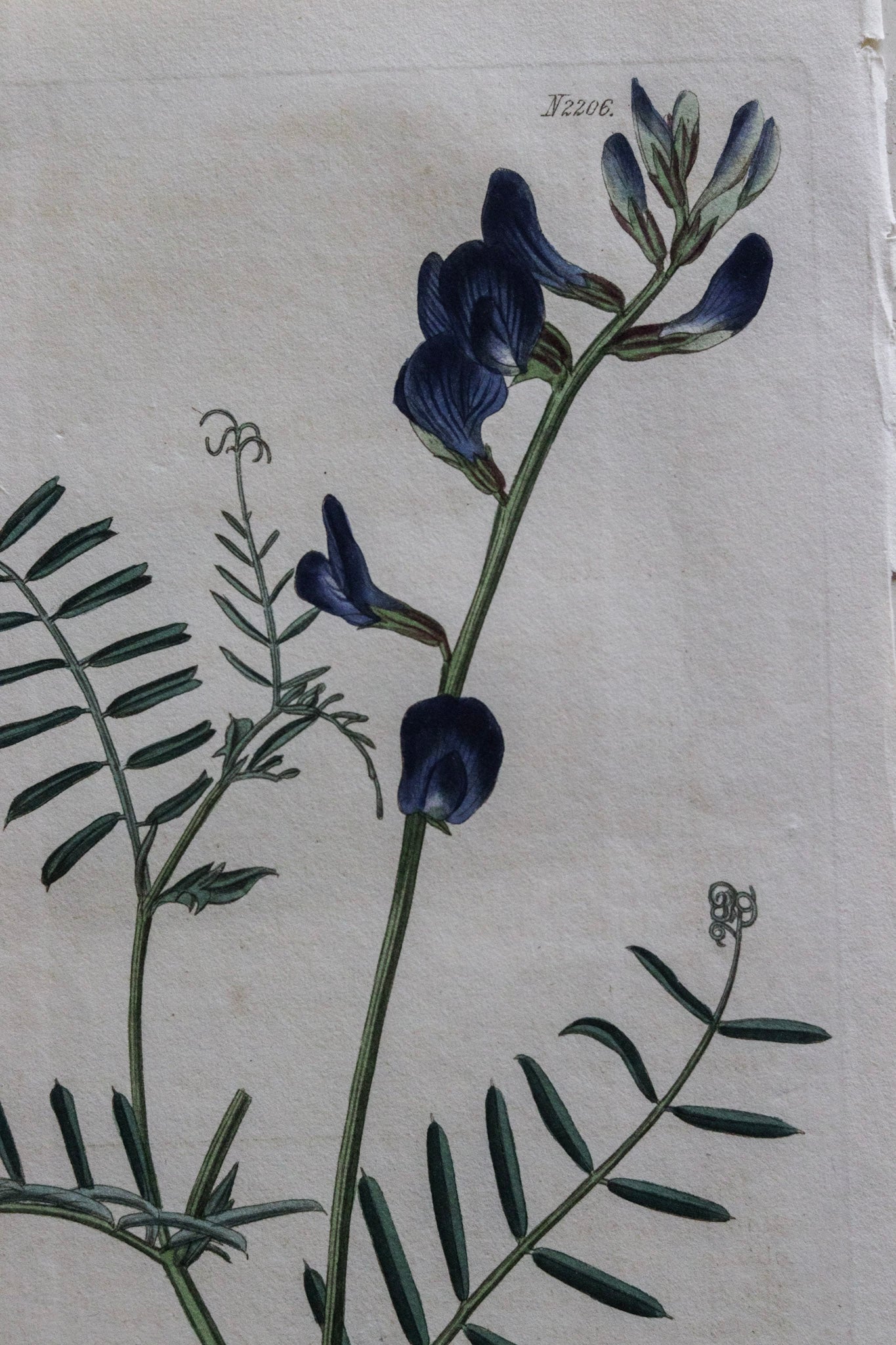 Antique Floral Print - Butterfly Pea