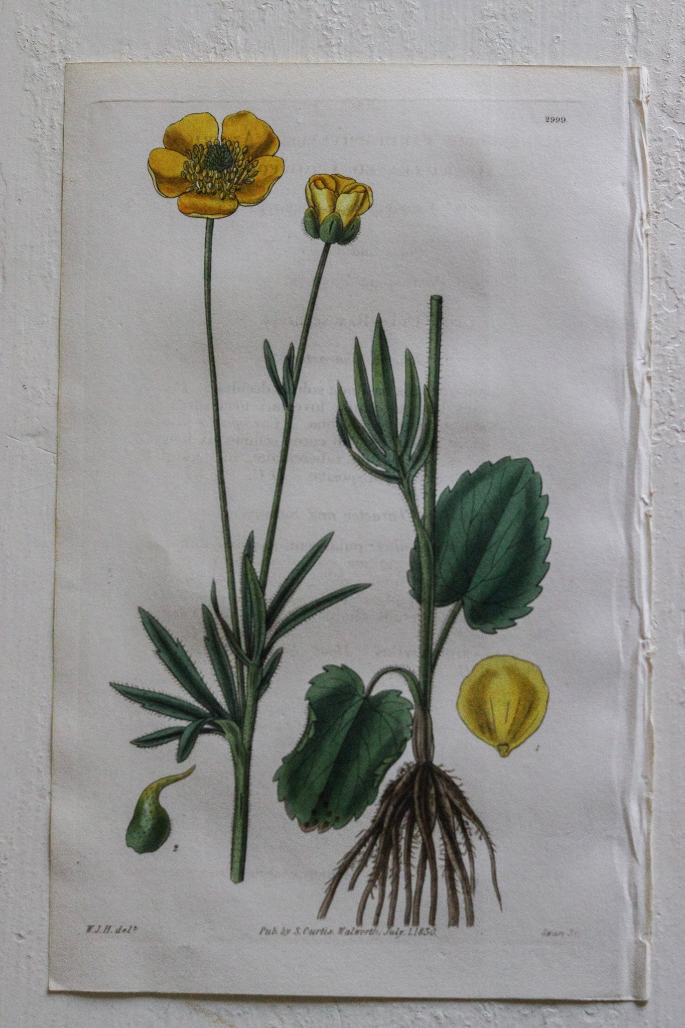 Antique Floral Prints - Set of Two