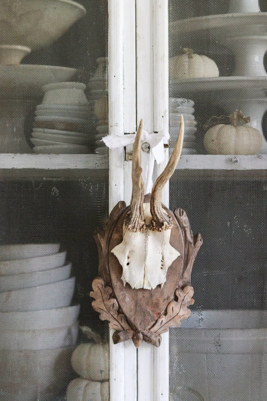 Petite Vintage European Antler Mount - Dated 1939