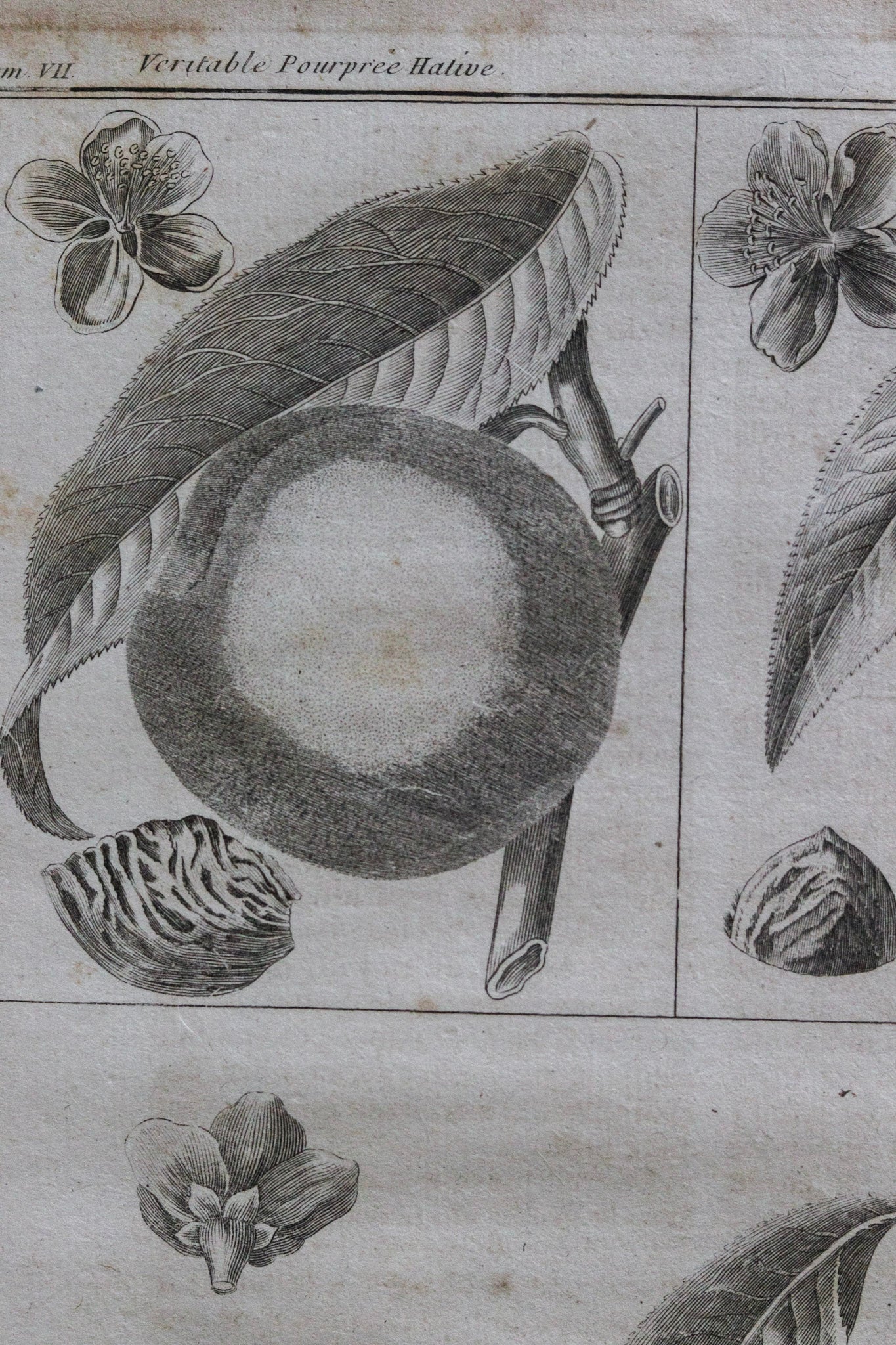 Antique French Peach Print No.2