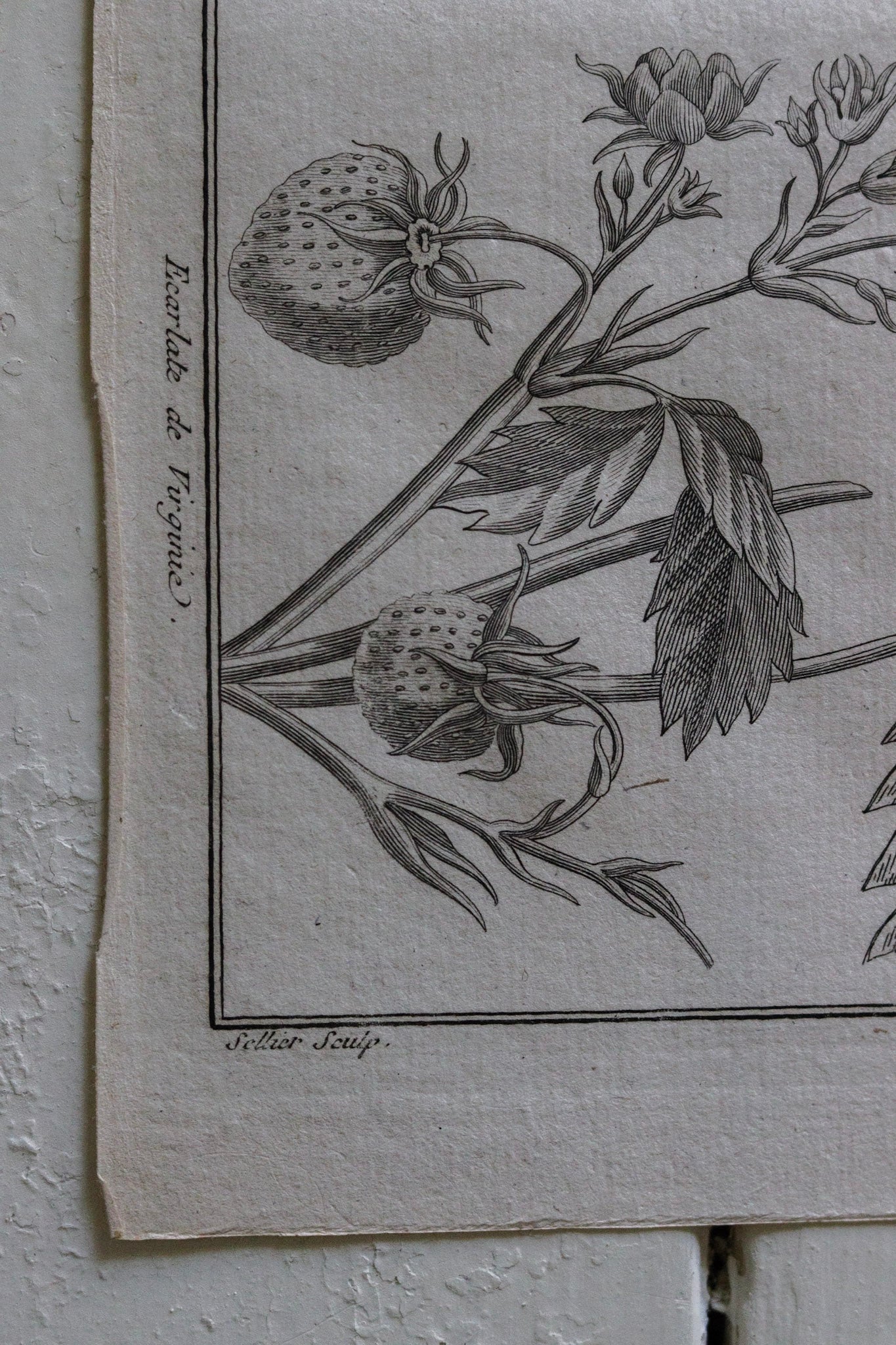 Antique French Strawberry Print No.1