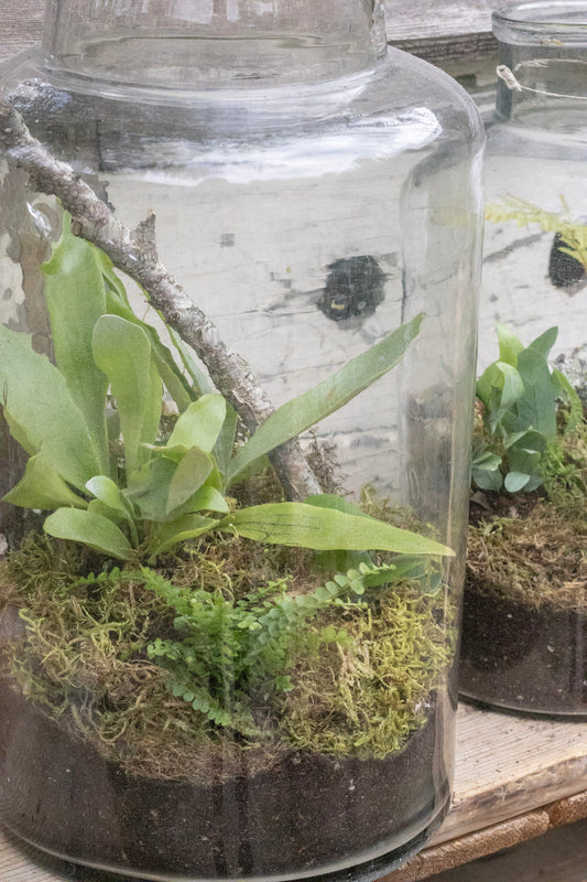 Pickling Jar Terrarium