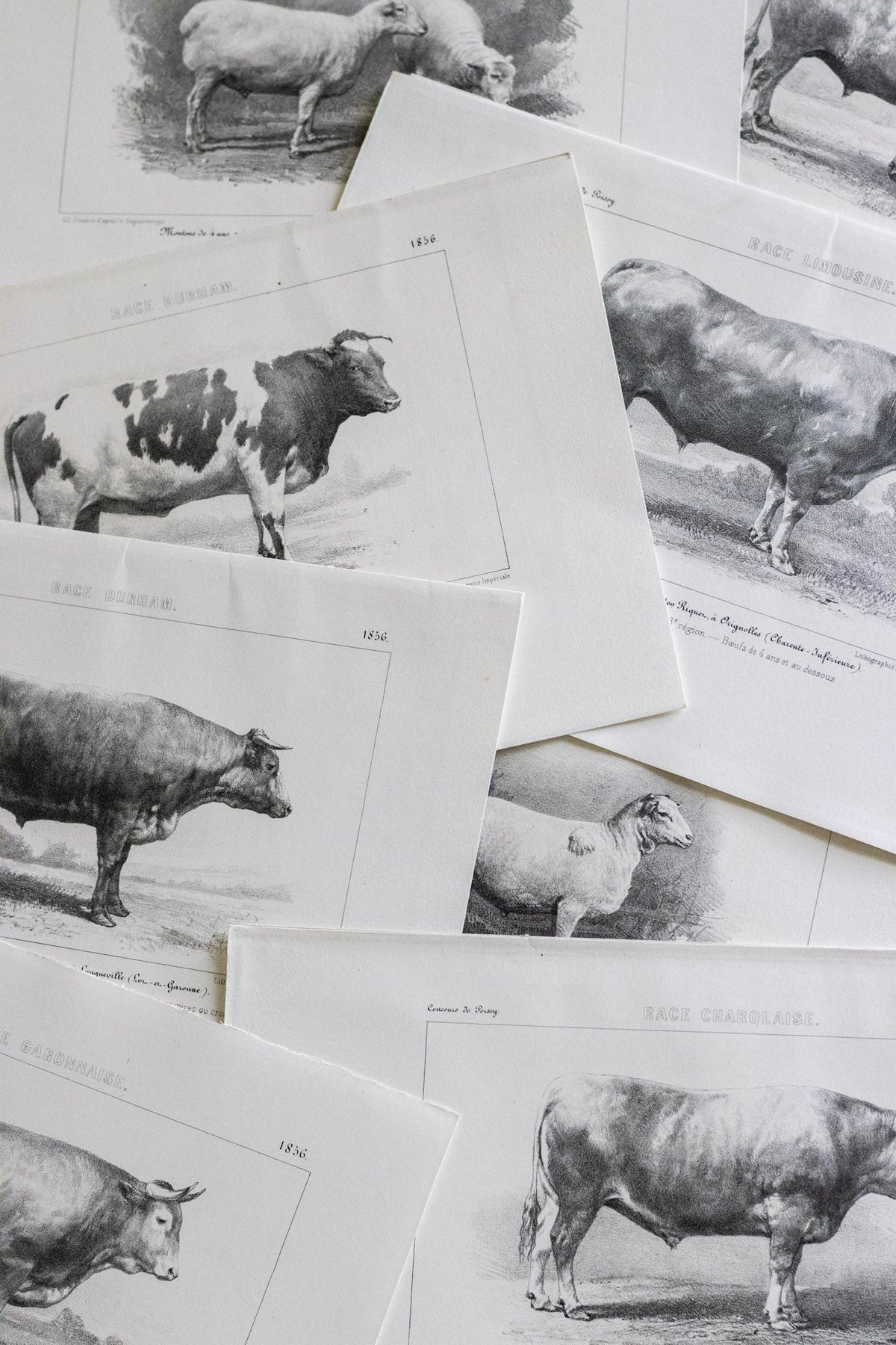 Antique Engravings + Prints