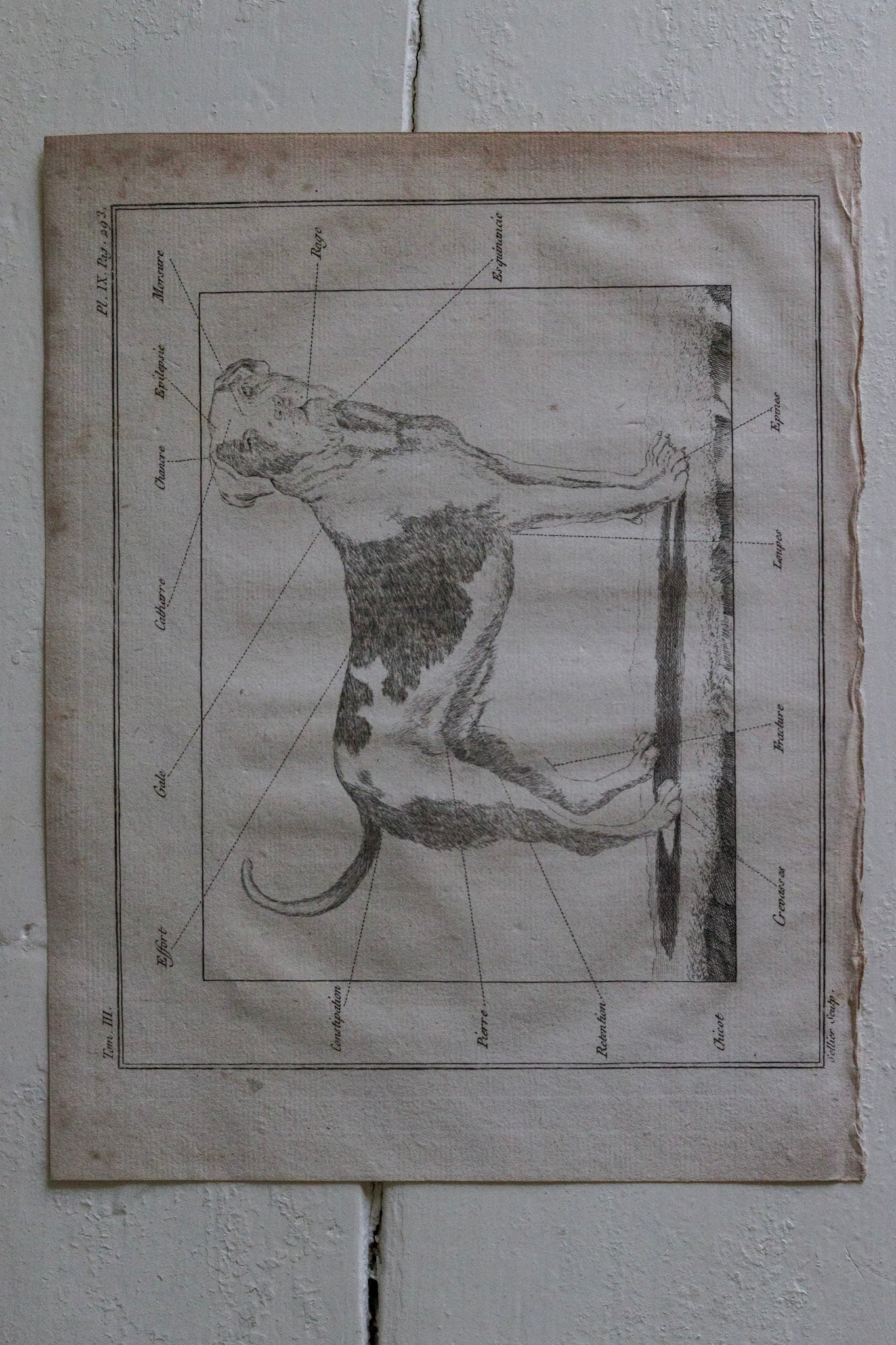 Antique French Dog Print